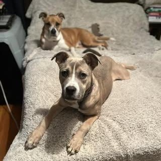 Enlarge Roman, a Adoptable mixed breed in Watertown, WI image 4/5