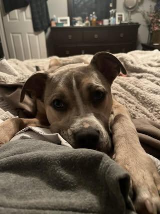 Enlarge Roman, a Adoptable mixed breed in Watertown, WI image 3/5