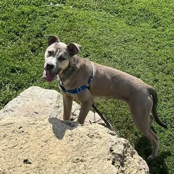Enlarge Roman, a Adoptable mixed breed in Watertown, WI image 5/5