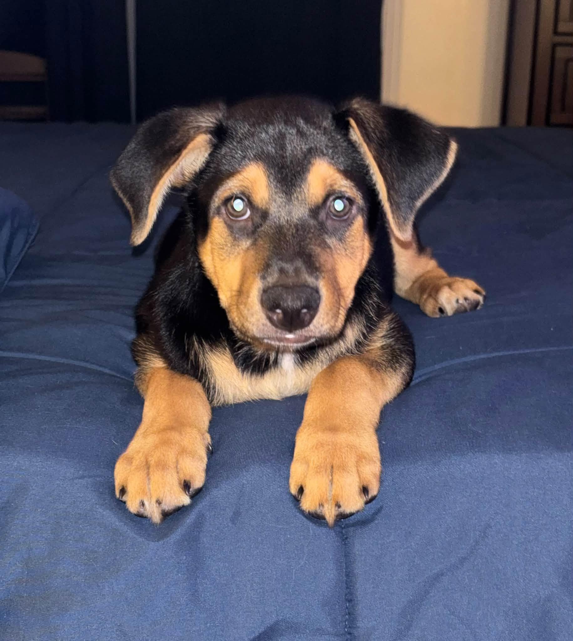 Mac, Adoptable, Puppy Male Mixed Breed.