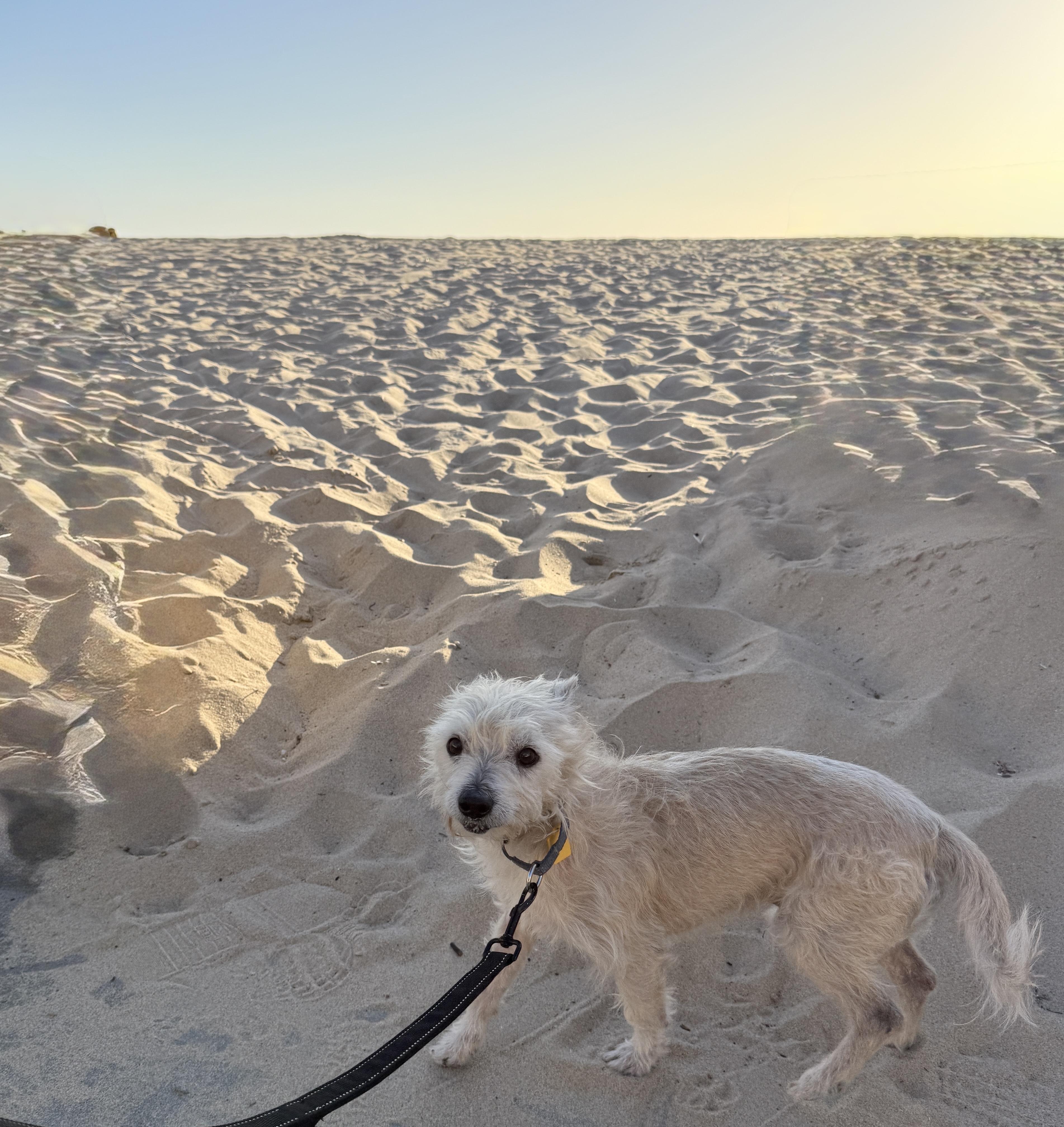 Enlarge Mickey, a Adoptable Terrier in Thousand Oaks, CA image 5/5