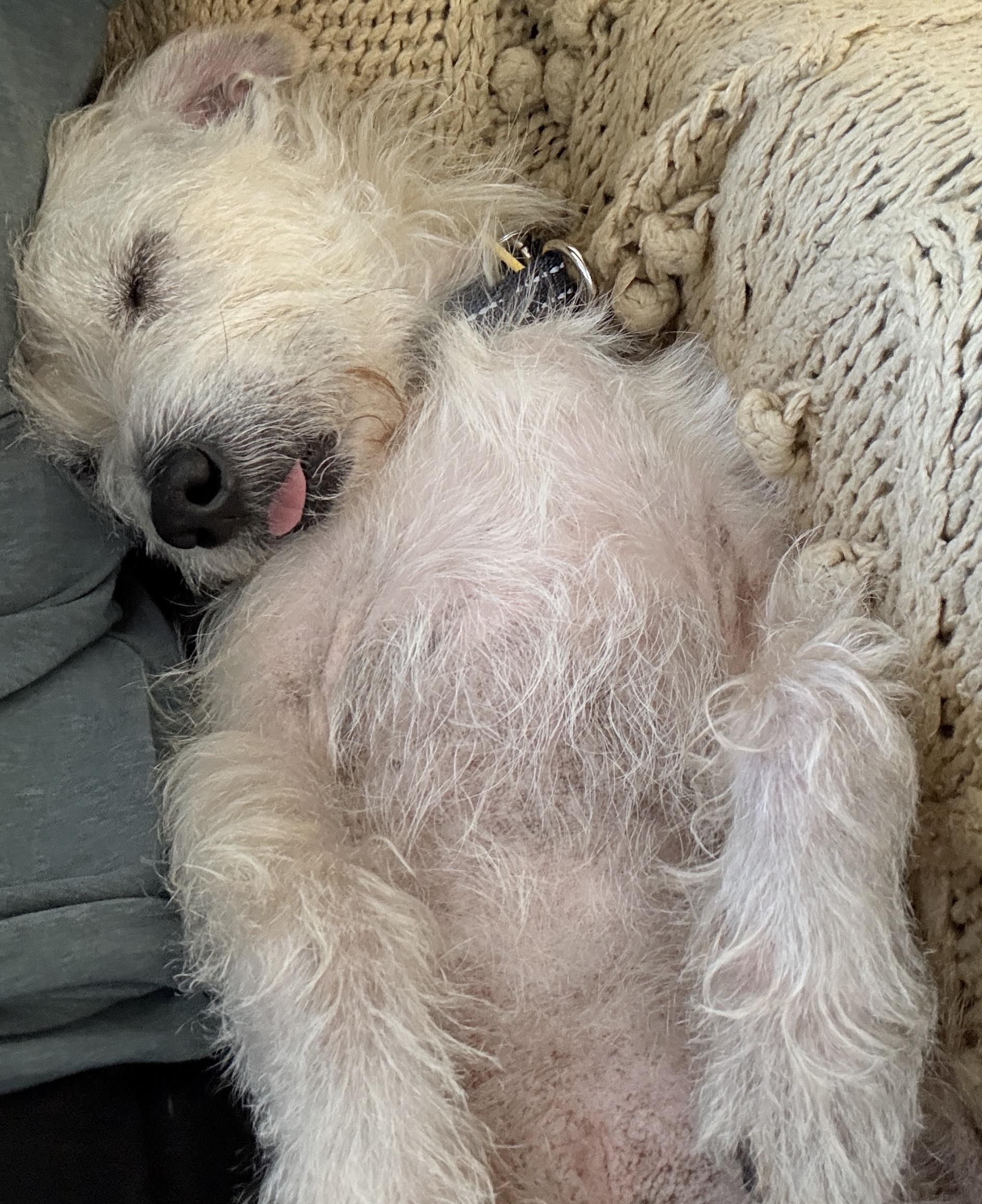 Enlarge Mickey, a Adoptable Terrier in Thousand Oaks, CA image 4/5
