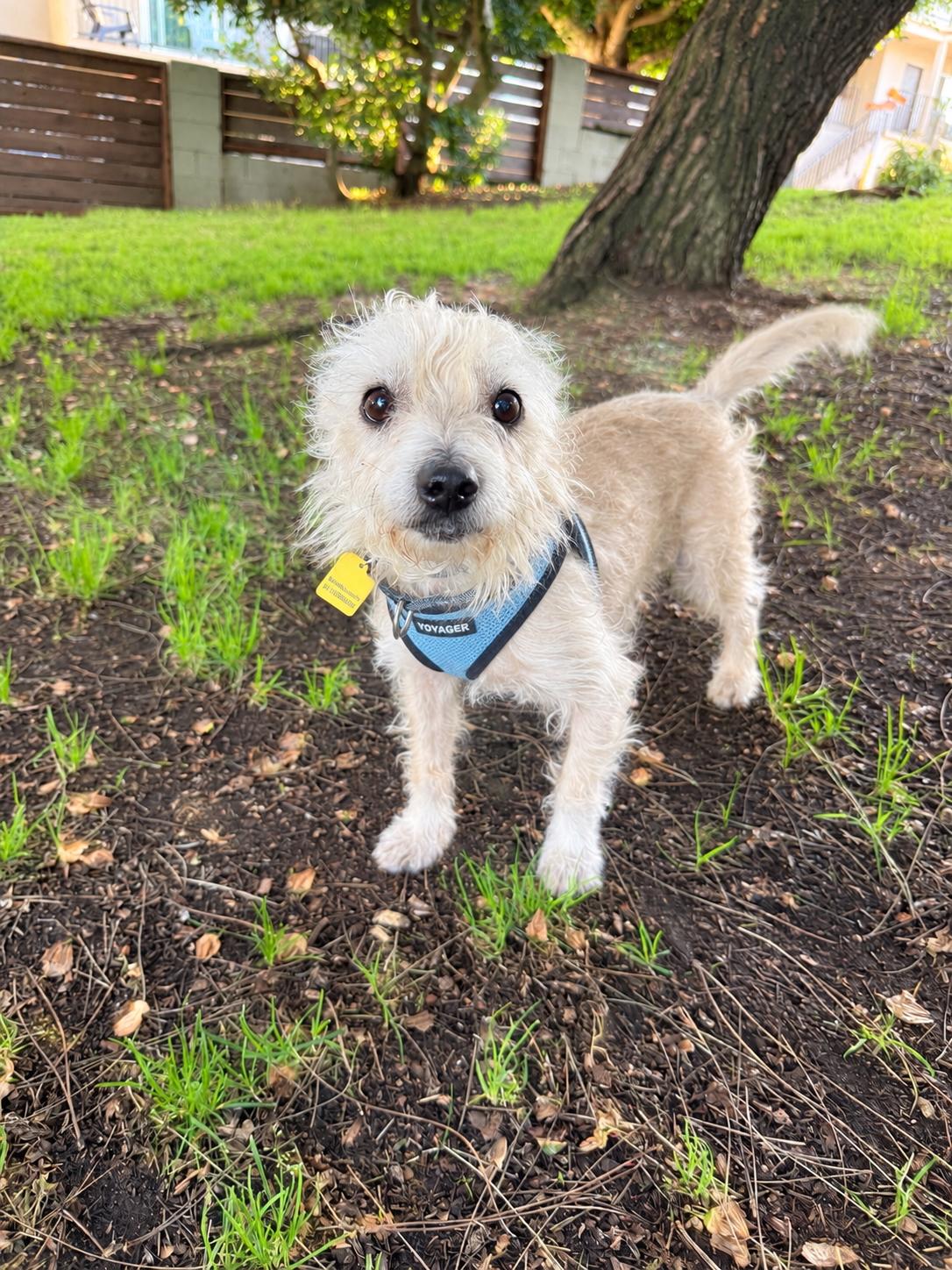 Mickey, Adoptable, Senior Male Terrier.