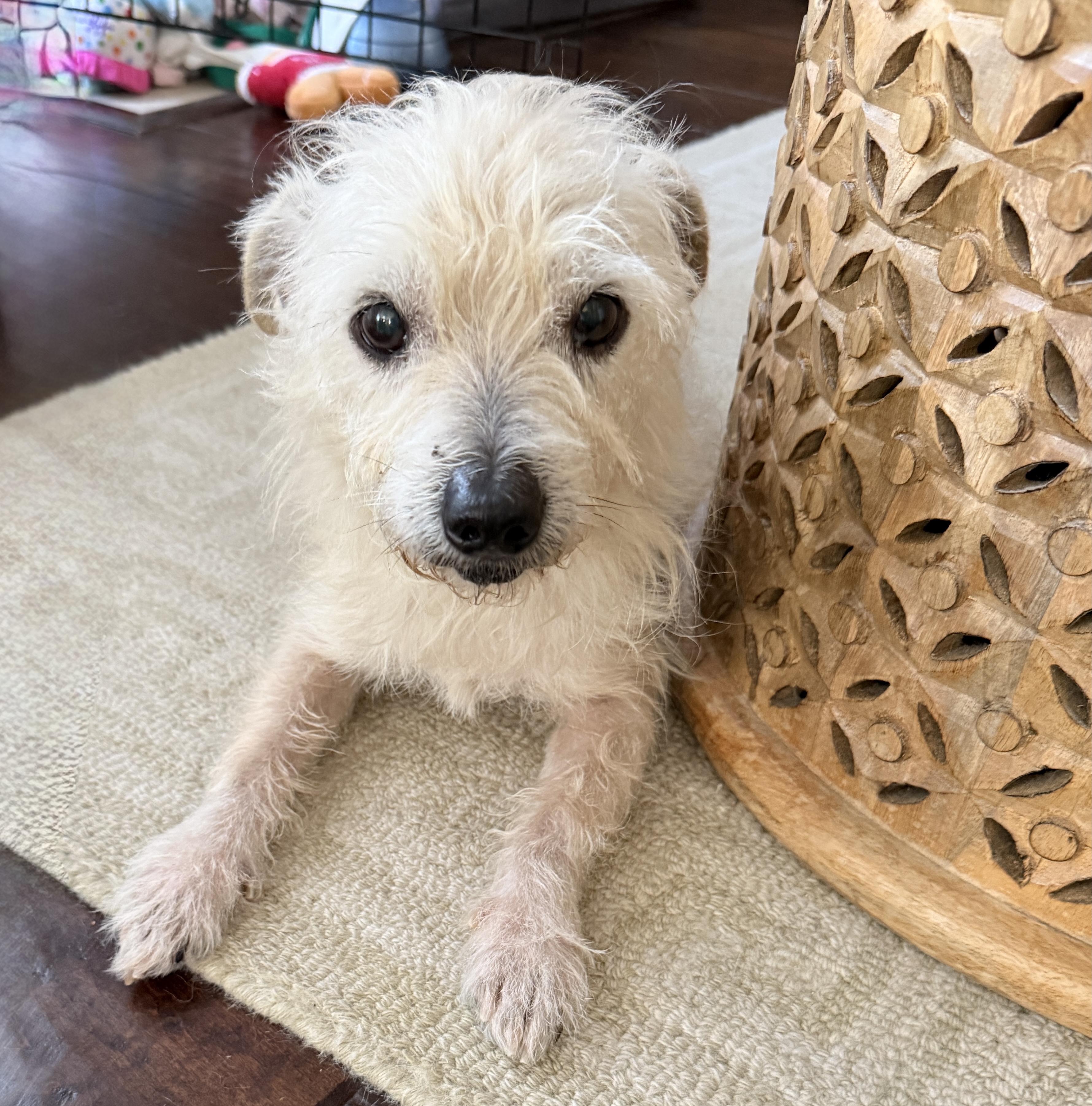 Enlarge Mickey, a Adoptable Terrier in Thousand Oaks, CA image 2/5