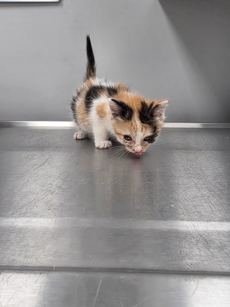 Saraphine, Adoptable, Kitten Female Domestic Short Hair.