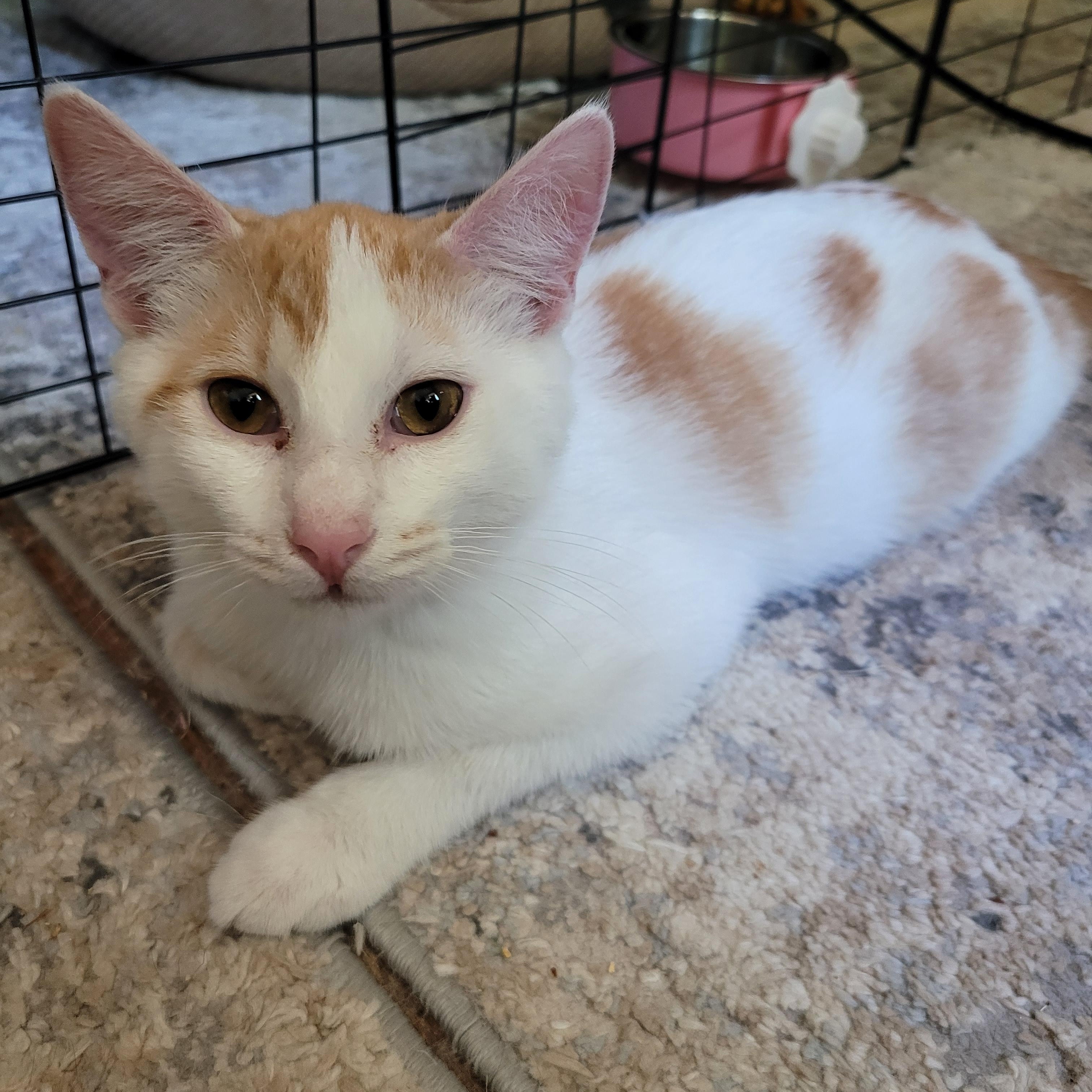 Joji, Adoptable, Young Male Domestic Short Hair & Turkish Van.