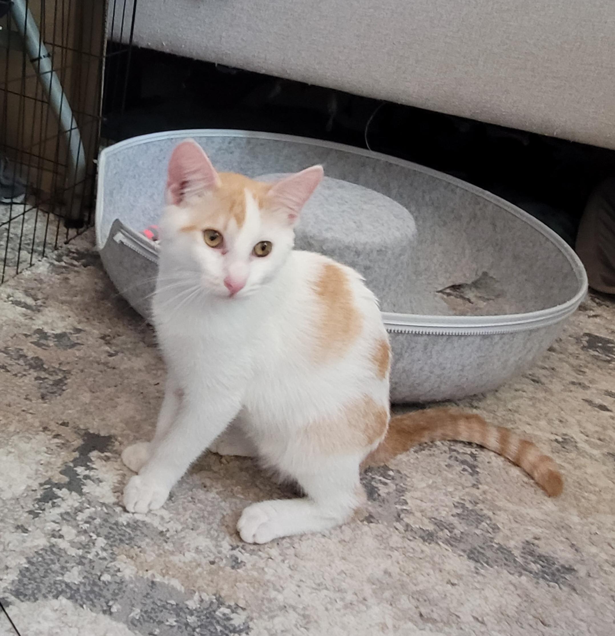 Enlarge Joji, a Adoptable mixed breed in San Jose, CA image 3/4