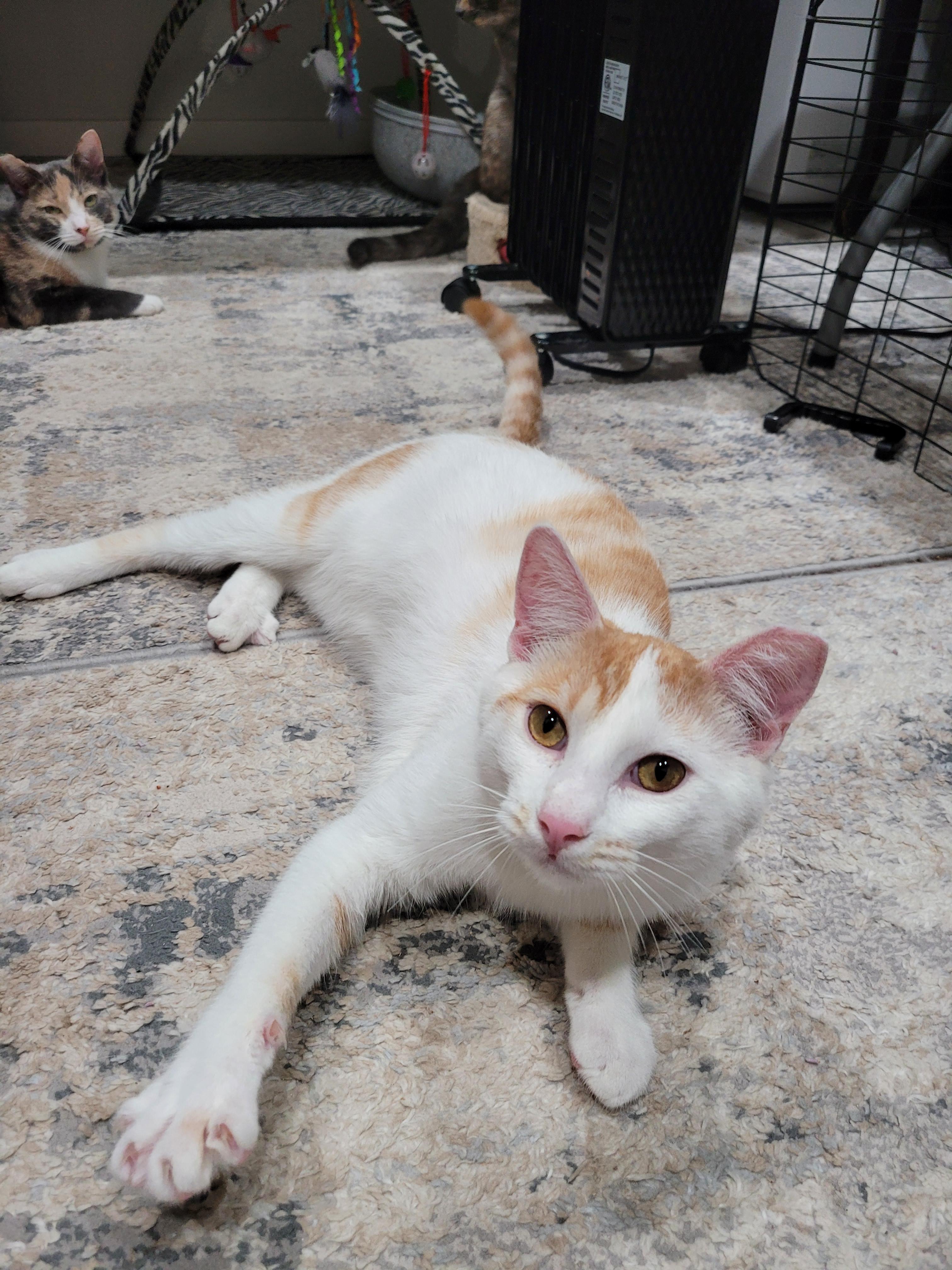 Enlarge Joji, a Adoptable mixed breed in San Jose, CA image 3/3