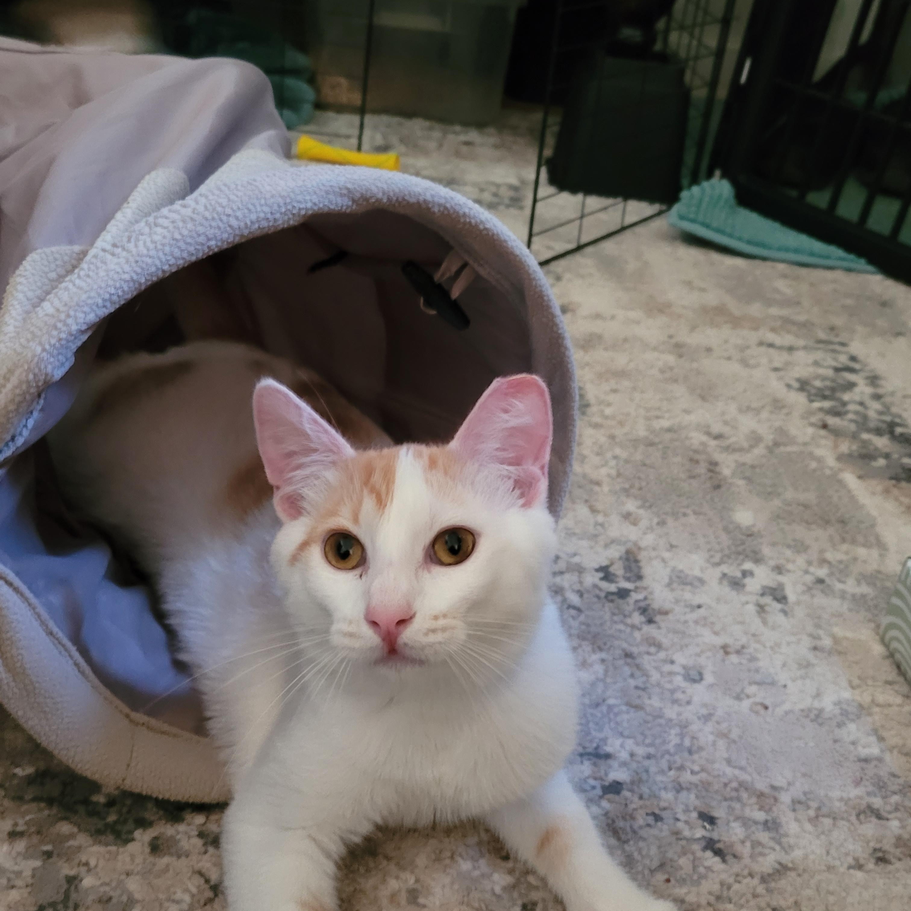 Enlarge Joji, a Adoptable mixed breed in San Jose, CA image 2/4