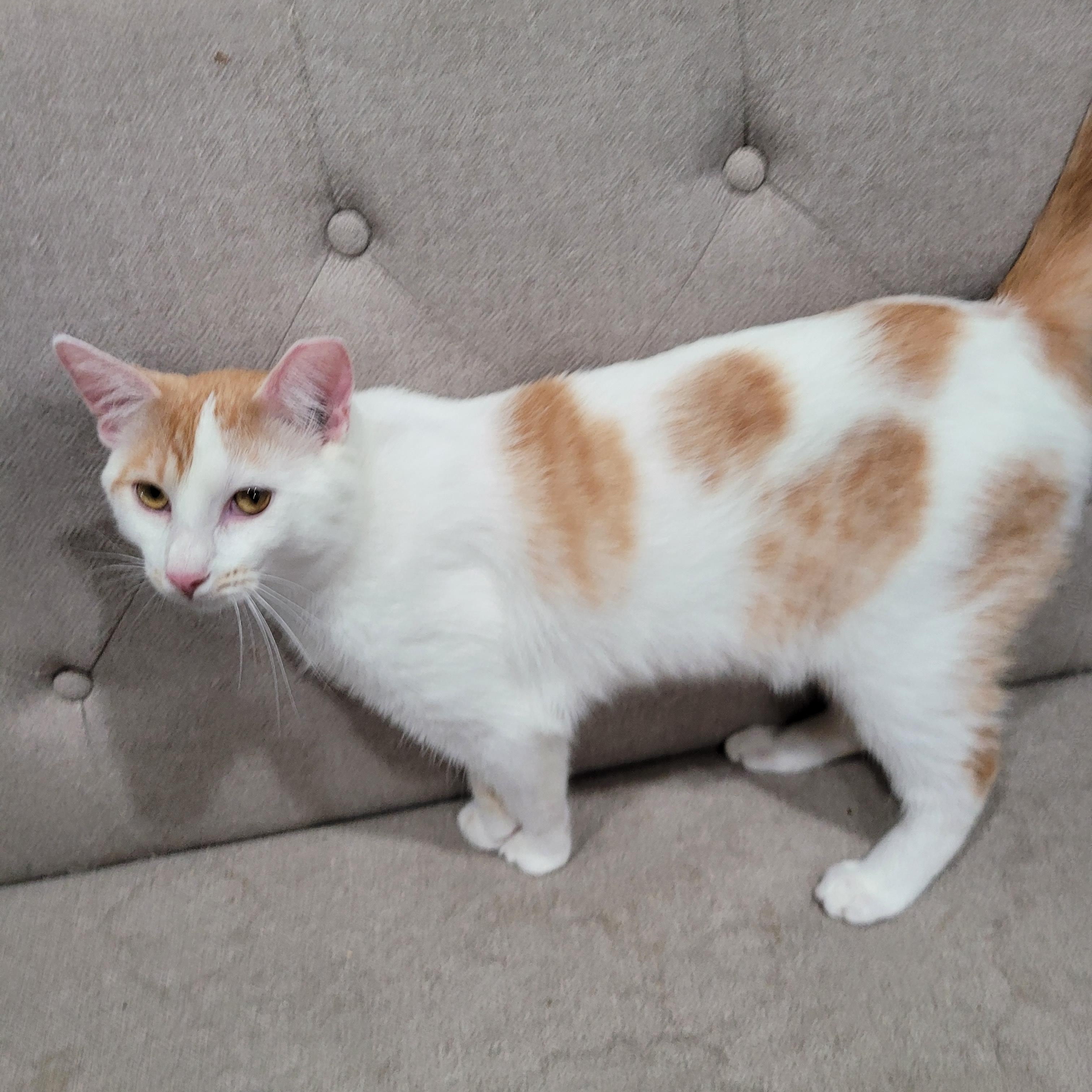 Joji, Adoptable, Young Male Domestic Short Hair & Turkish Van.