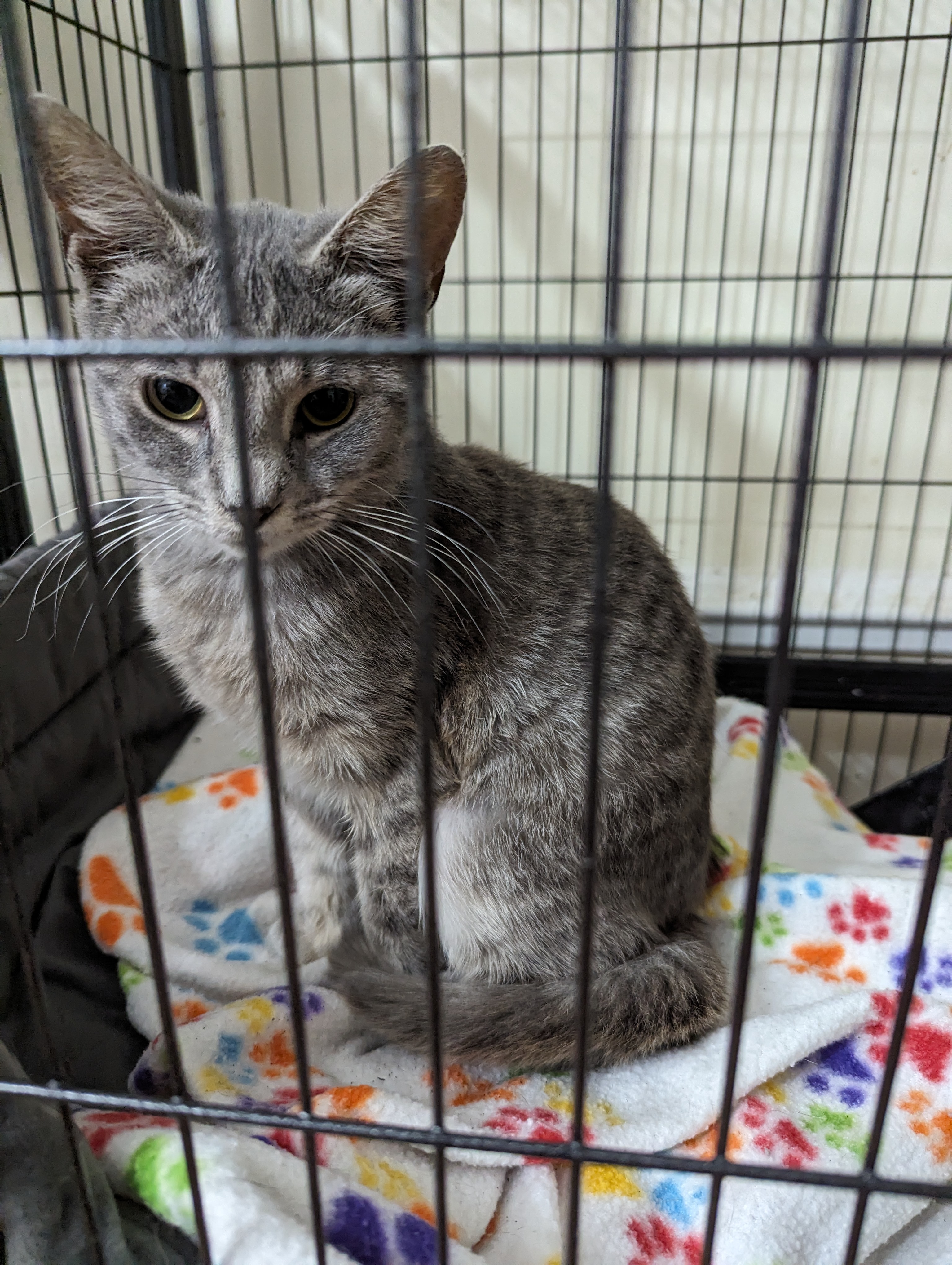 Skye, a Adopted Domestic Short Hair in Malden, MA image 2/3