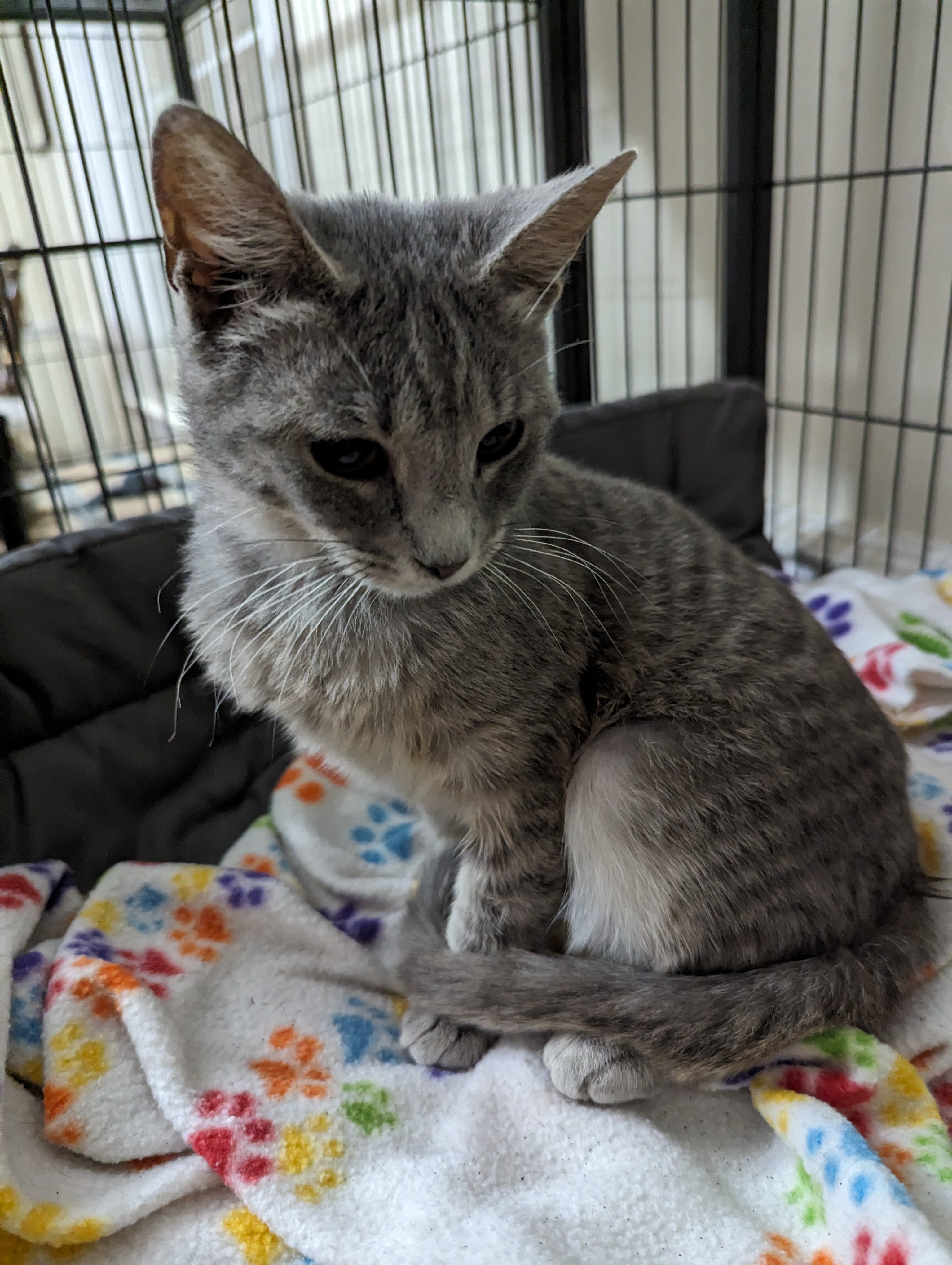 Skye, a Adopted Domestic Short Hair in Malden, MA image 3/3