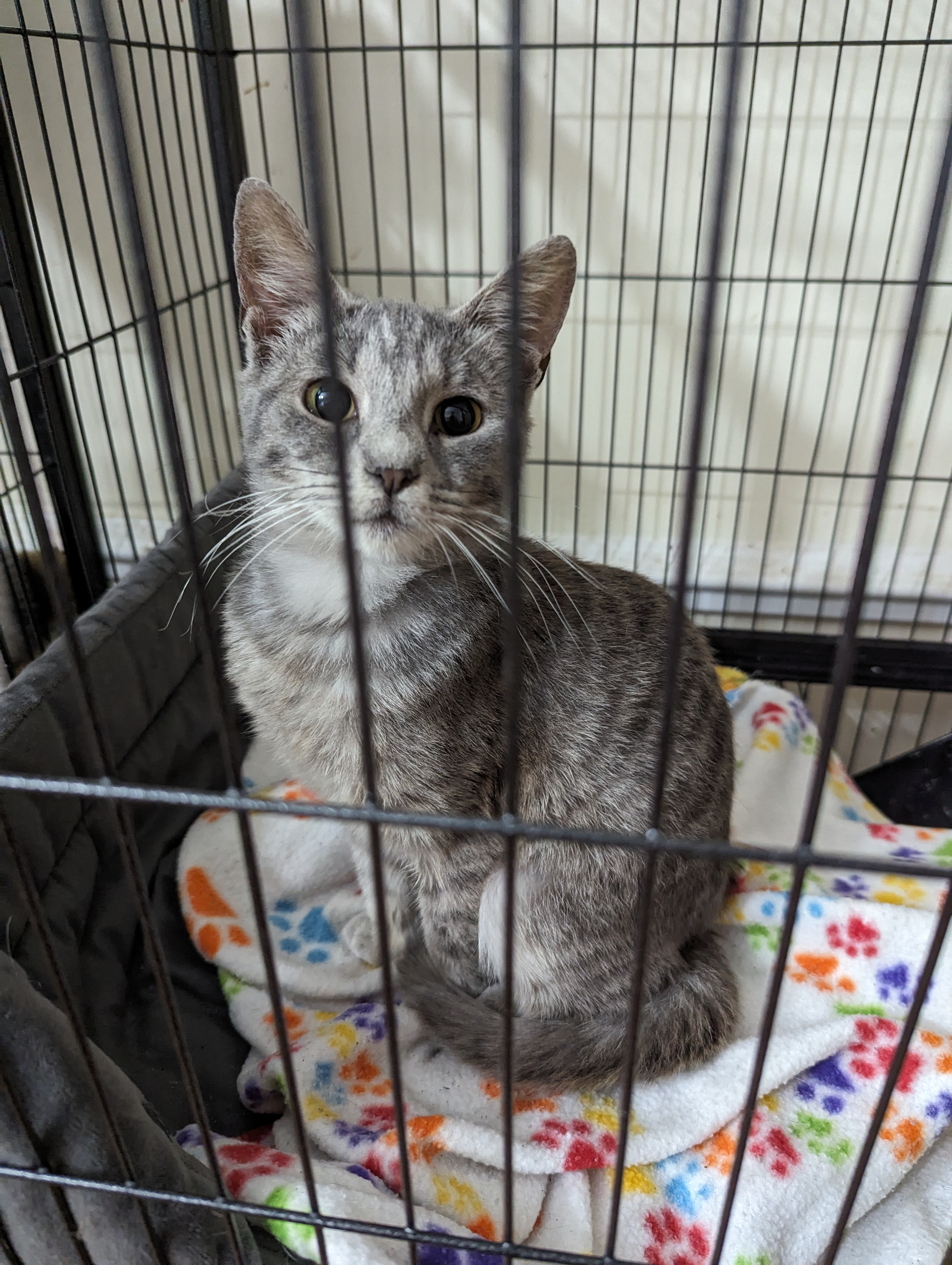 Skye, Adopted, Young Female Domestic Short Hair.