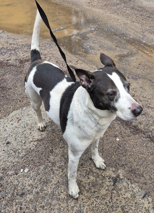 Pen 190c Lucas, Adoptable, Senior Male Labrador Retriever.