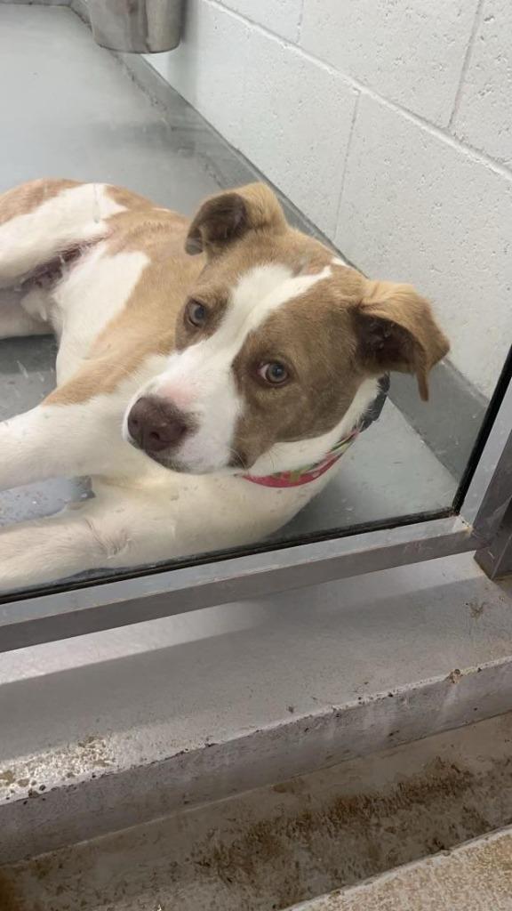 Enlarge Percy, a Adoptable mixed breed in Crandon, WI image 1/3