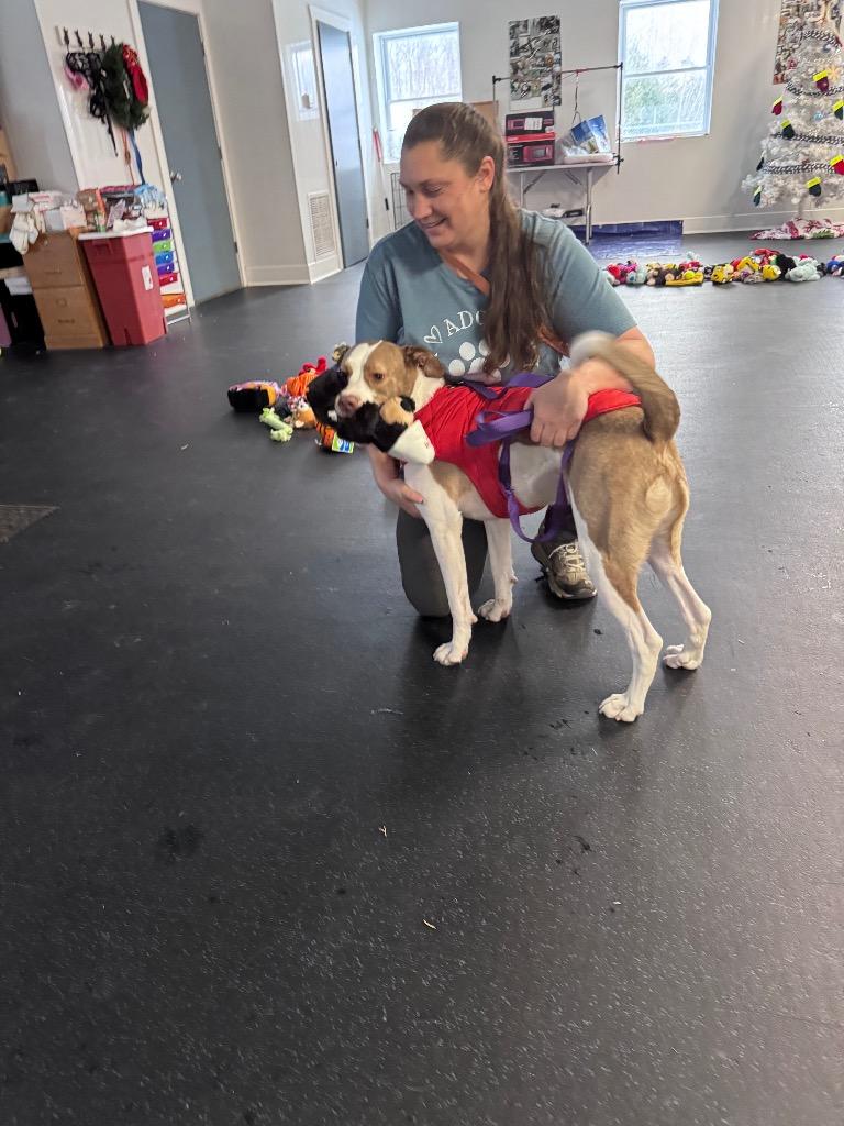 Enlarge Percy, a Adoptable mixed breed in Crandon, WI image 2/3