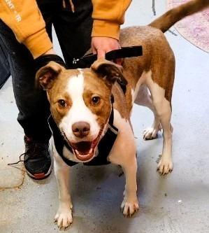 Enlarge Percy, a Adoptable mixed breed in Crandon, WI image 3/3