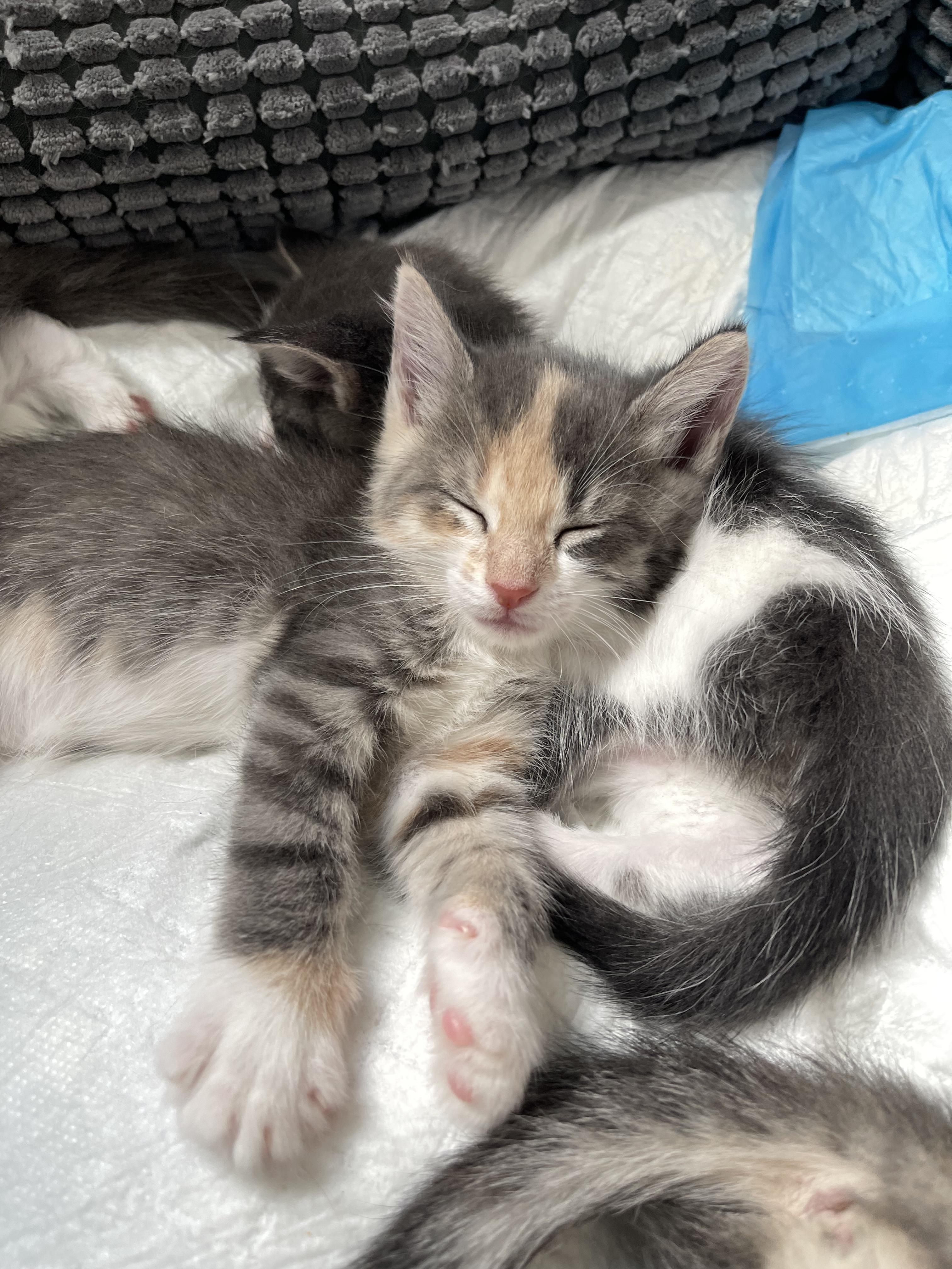 Enlarge Periwinkle, a Adoptable Domestic Short Hair in Columbus, OH image 4/6