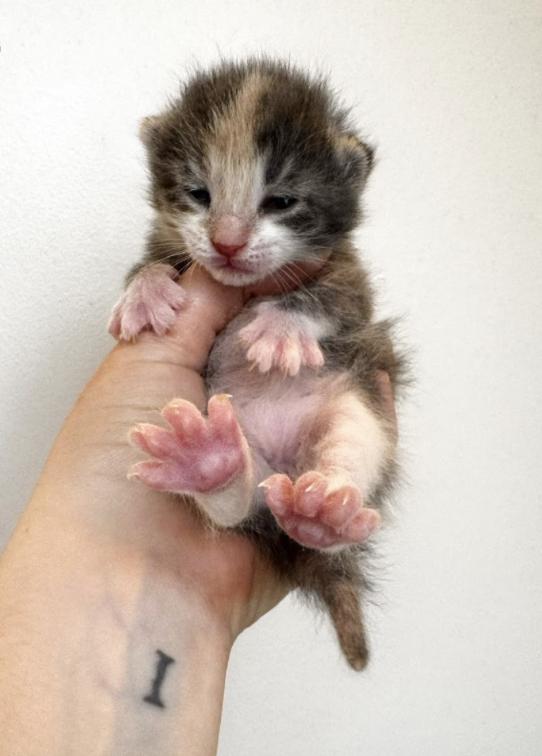 Enlarge Periwinkle, a Adoptable Domestic Short Hair in Columbus, OH image 3/6