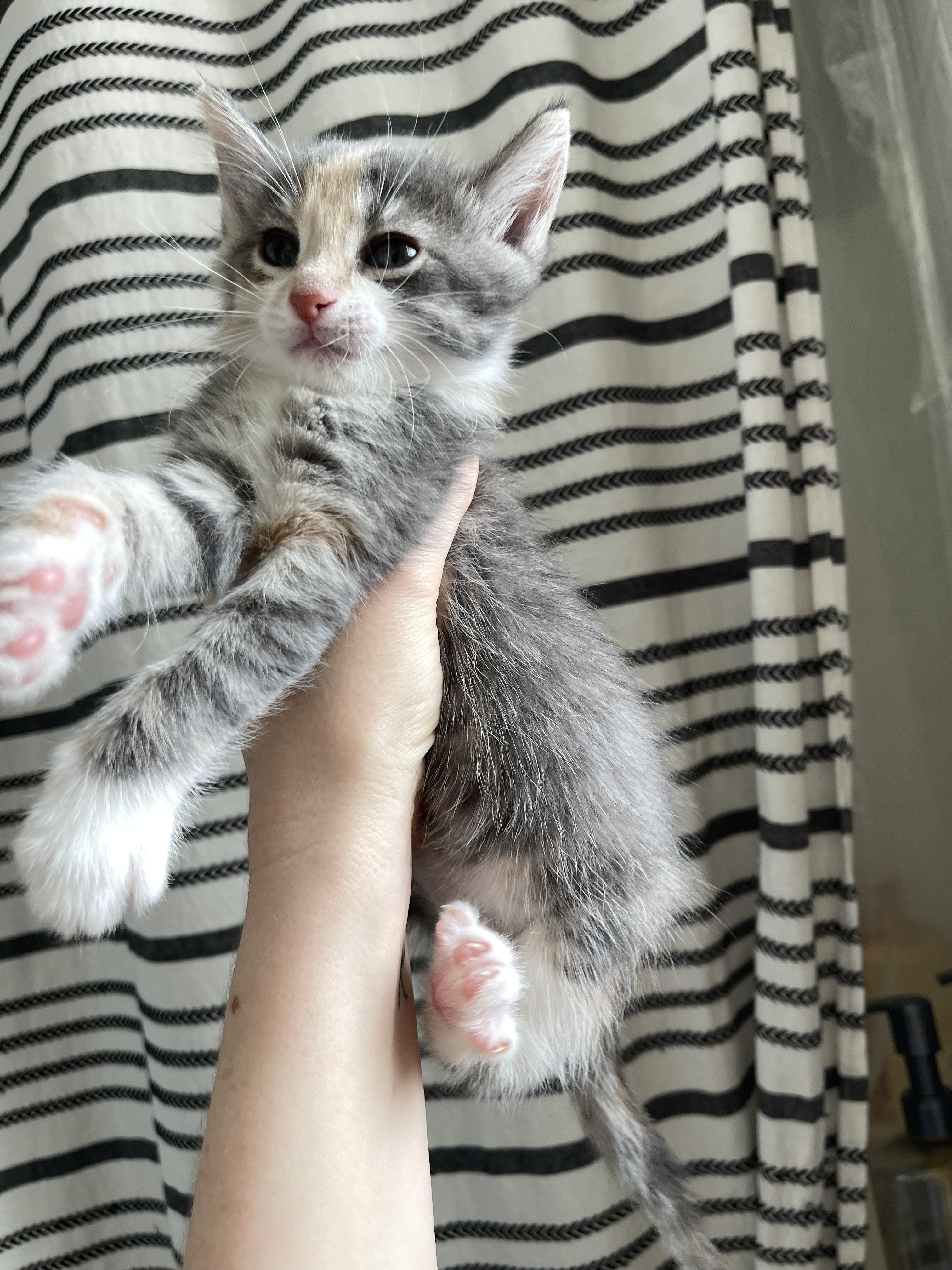 Enlarge Periwinkle, a Adoptable Domestic Short Hair in Columbus, OH image 5/6