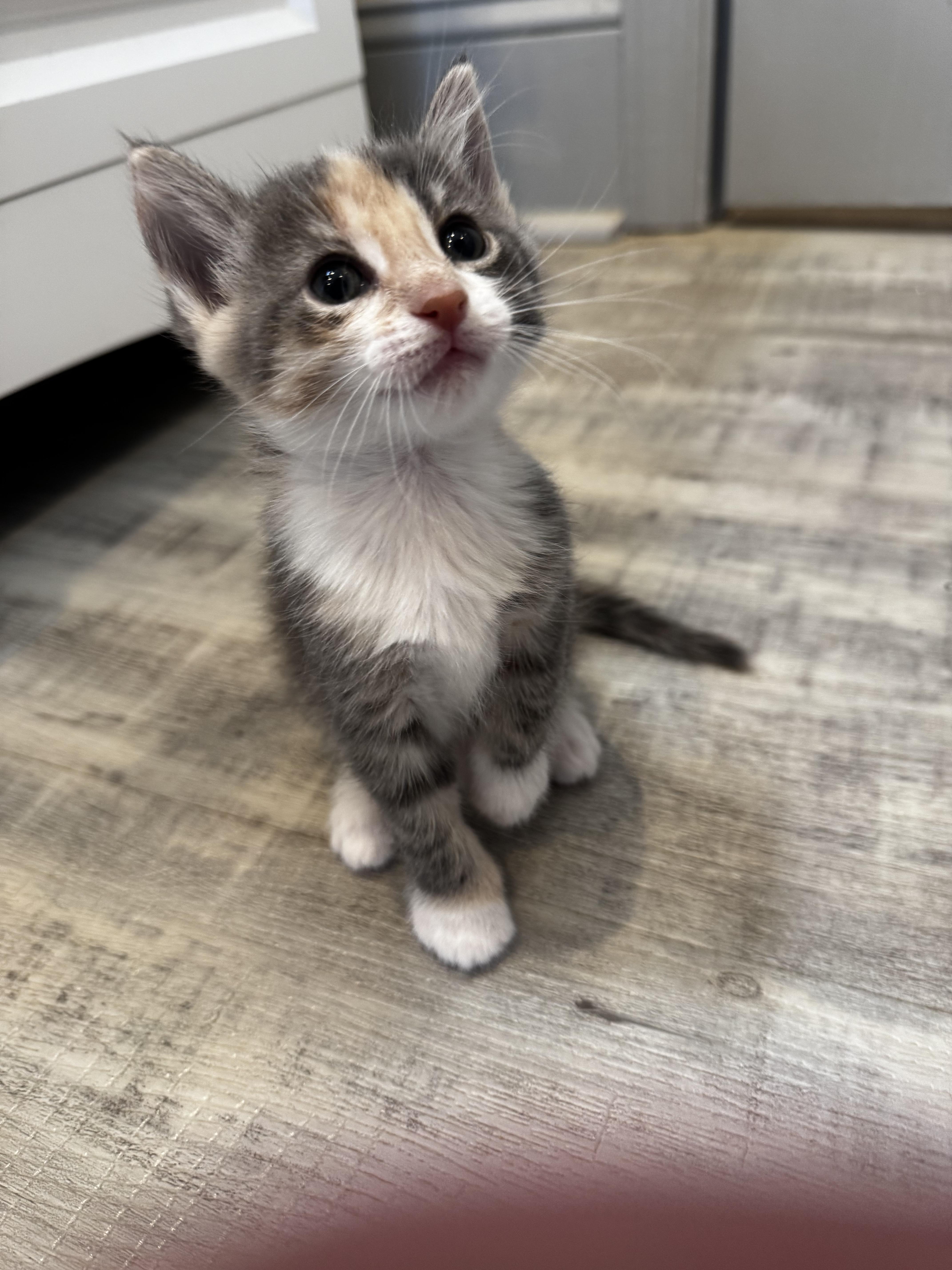 Periwinkle, Adoptable, Kitten Female Domestic Short Hair.