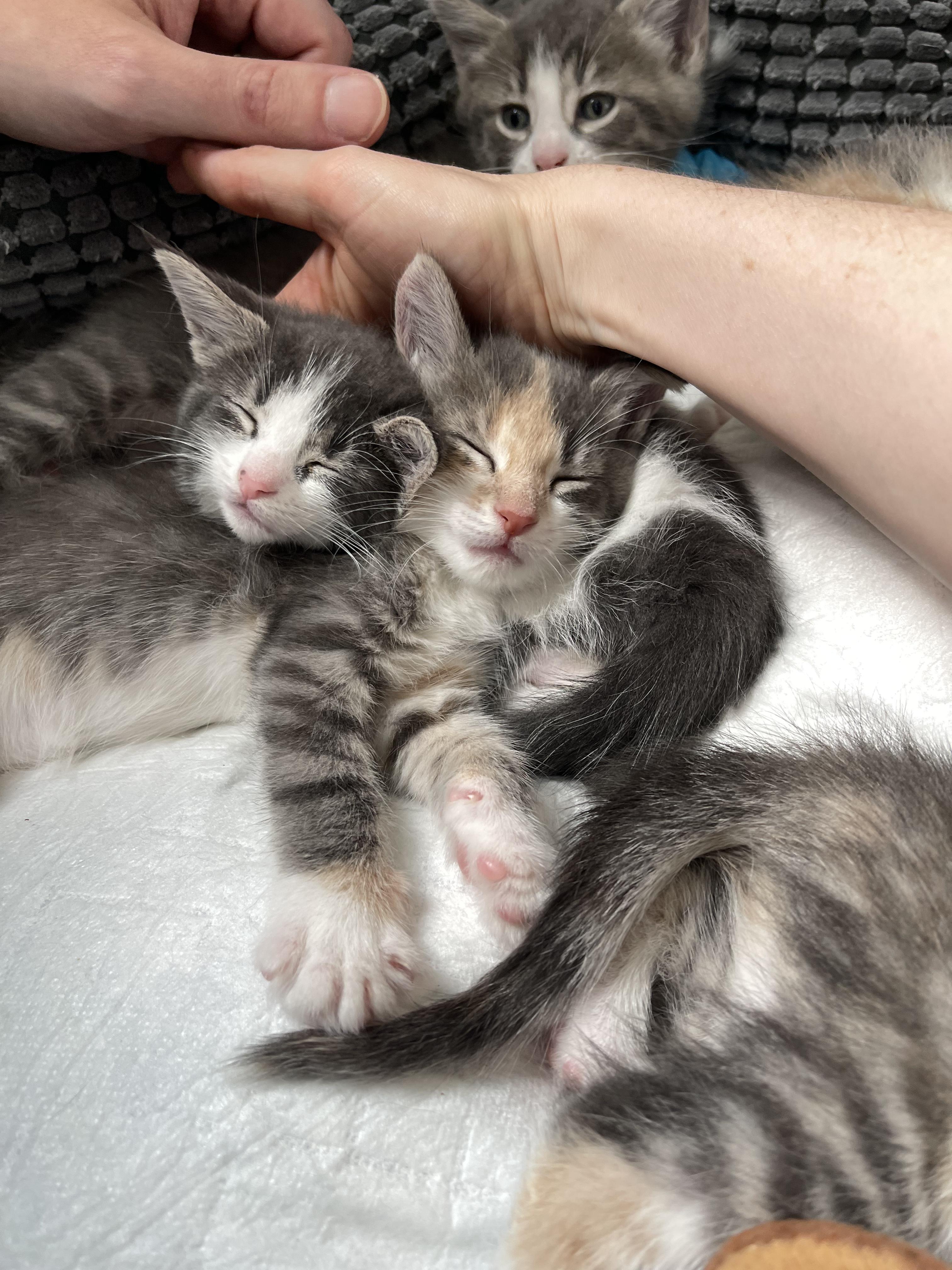 Enlarge Periwinkle, a Adoptable Domestic Short Hair in Columbus, OH image 6/6