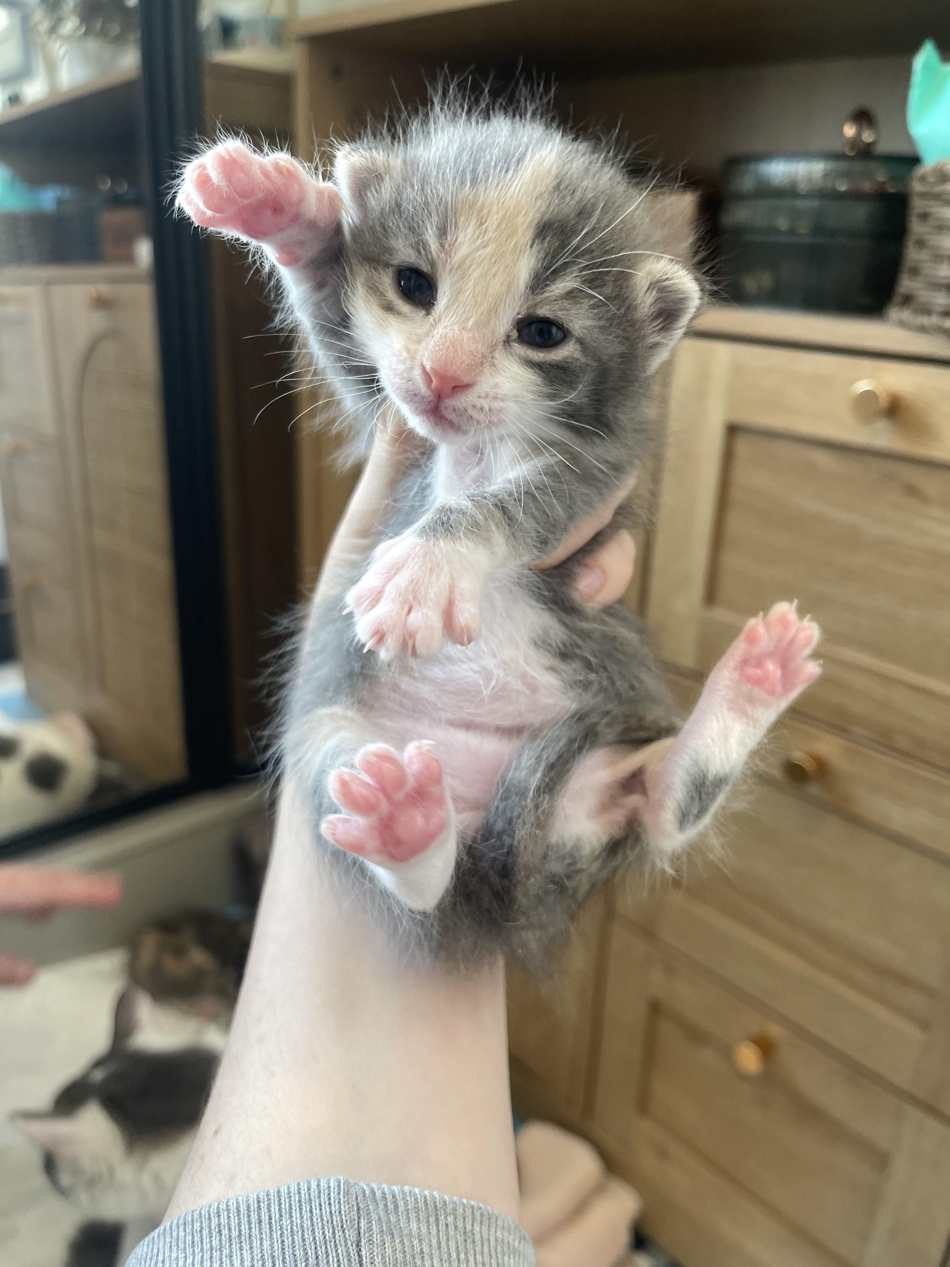 Enlarge Periwinkle, a Adoptable Domestic Short Hair in Columbus, OH image 2/6