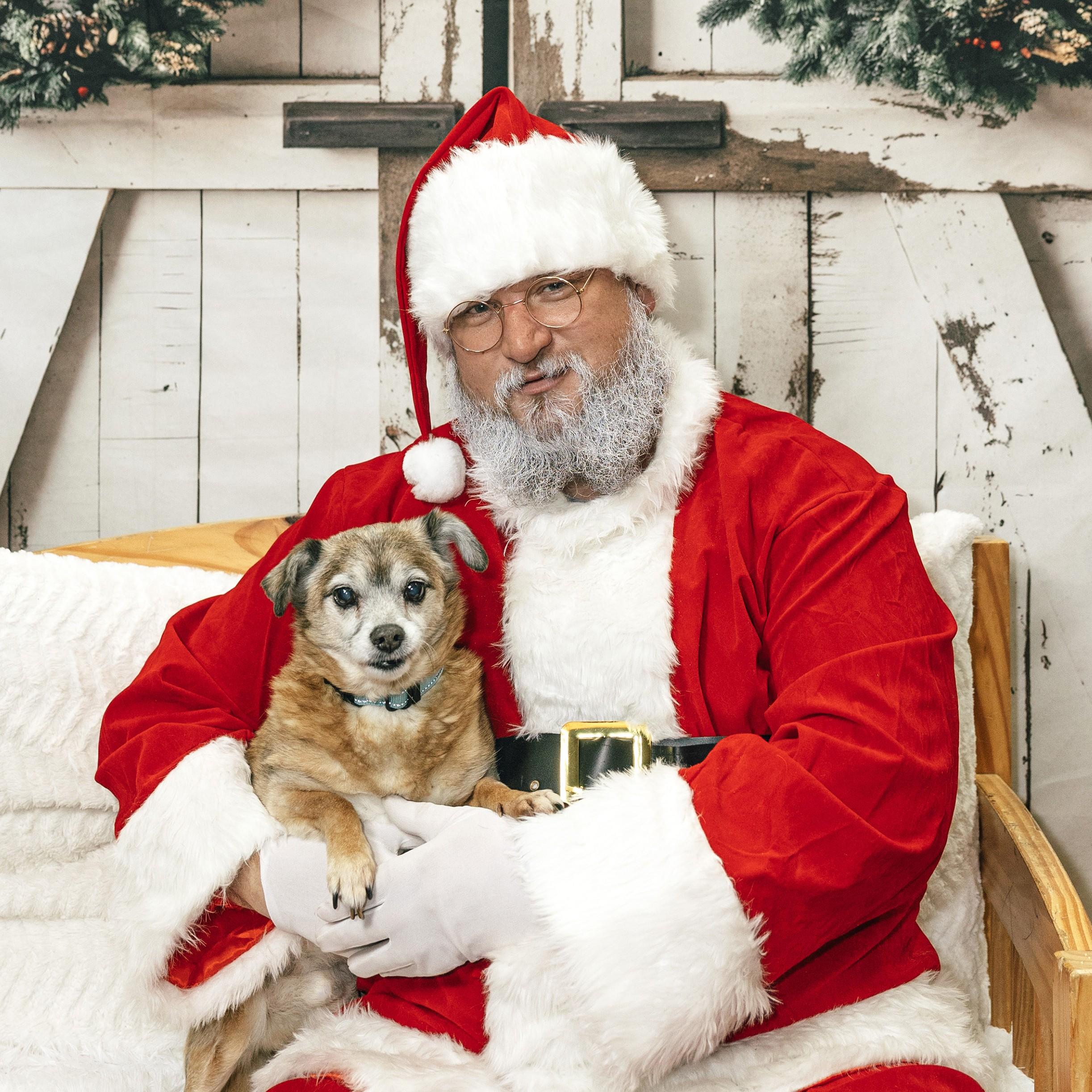 Babe, a Adoptable Chihuahua in Albany, NY image 1/6