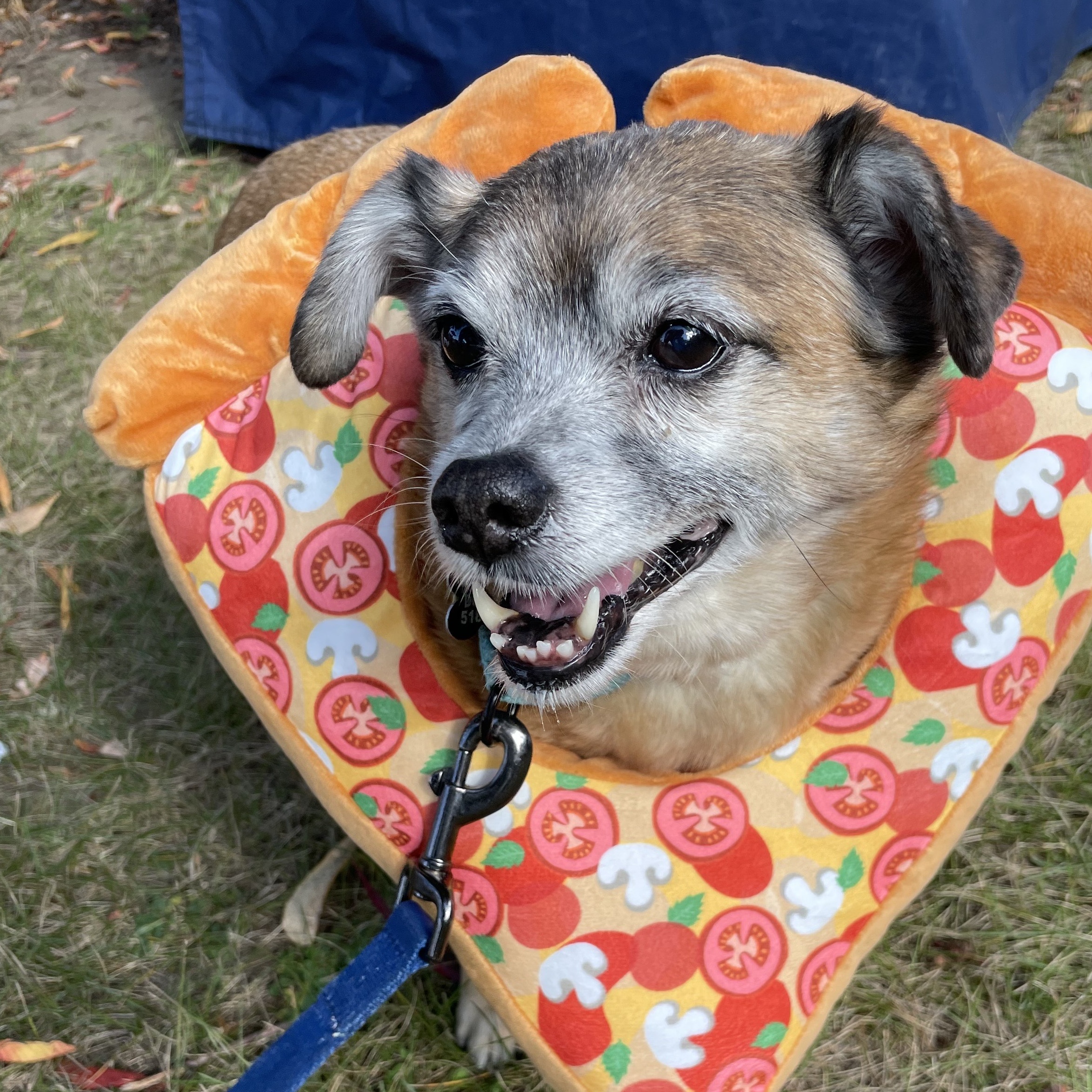 Enlarge Babe, a Adoptable Chihuahua in Albany, NY image 5/5