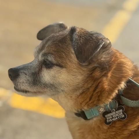 Enlarge Babe, a Adoptable Chihuahua in Albany, NY image 2/5