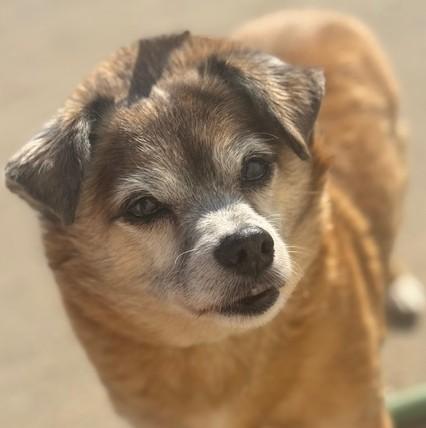 Babe, Adoptable, Senior Male Chihuahua.