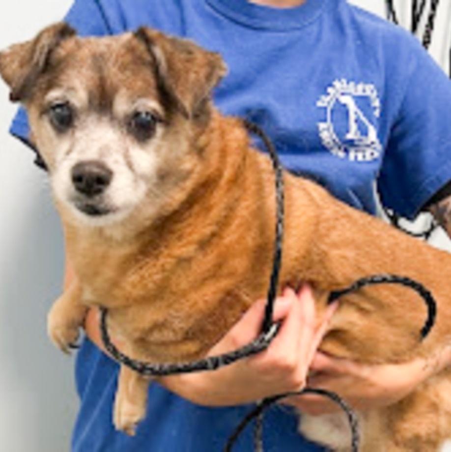 Enlarge Babe, a Adoptable Chihuahua in Albany, NY image 3/5