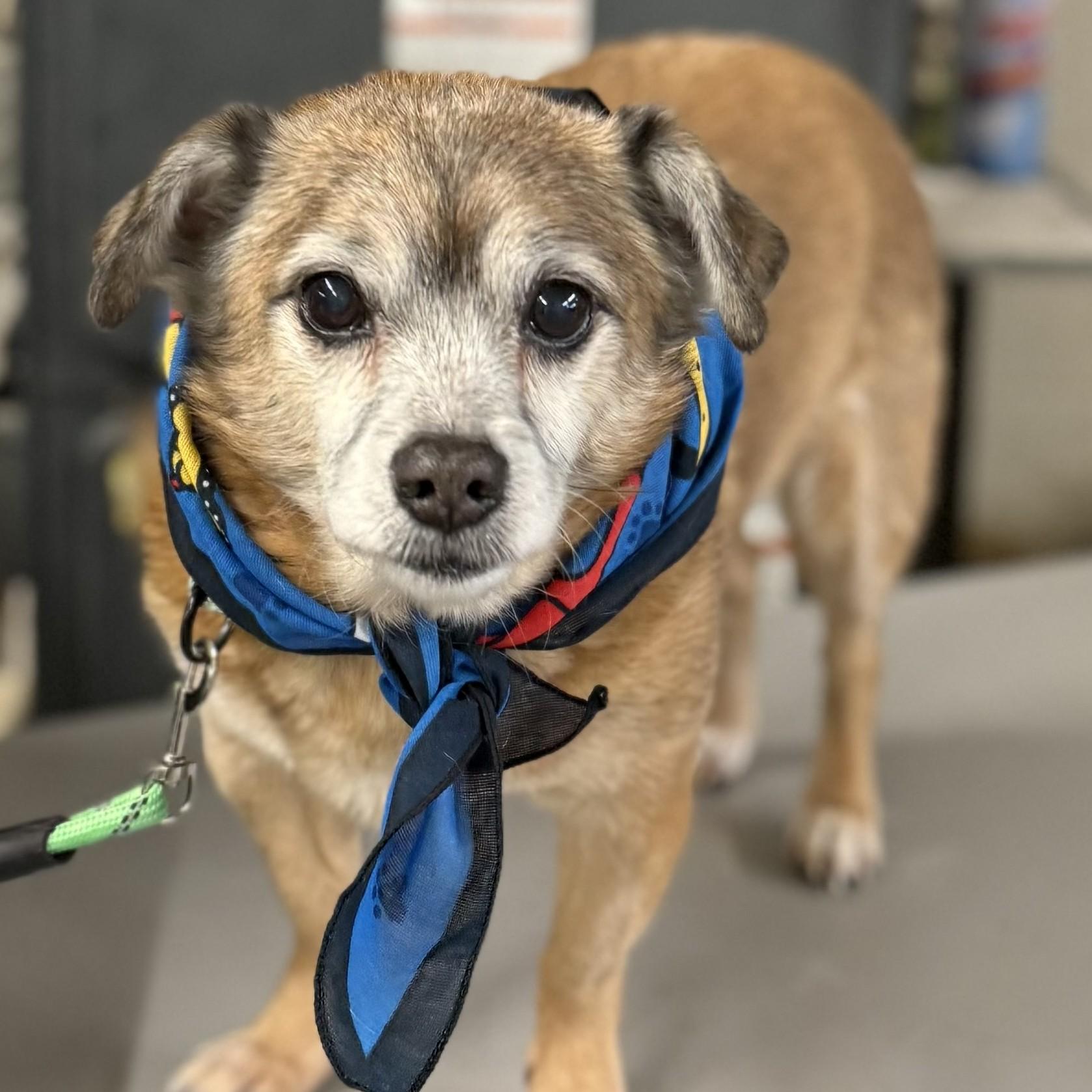 Babe, Adoptable, Senior Male Chihuahua.