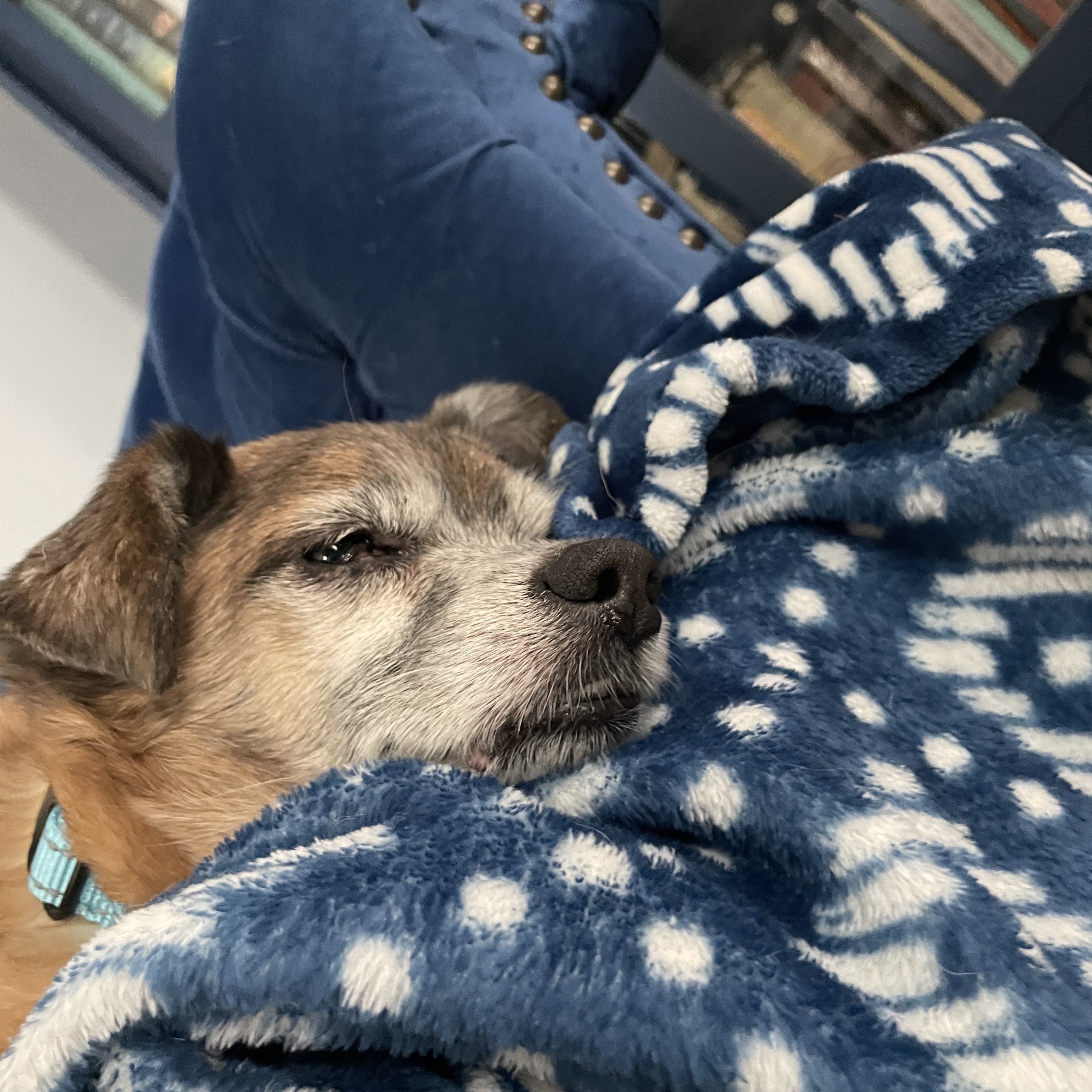 Enlarge Babe, a Adoptable Chihuahua in Albany, NY image 4/5