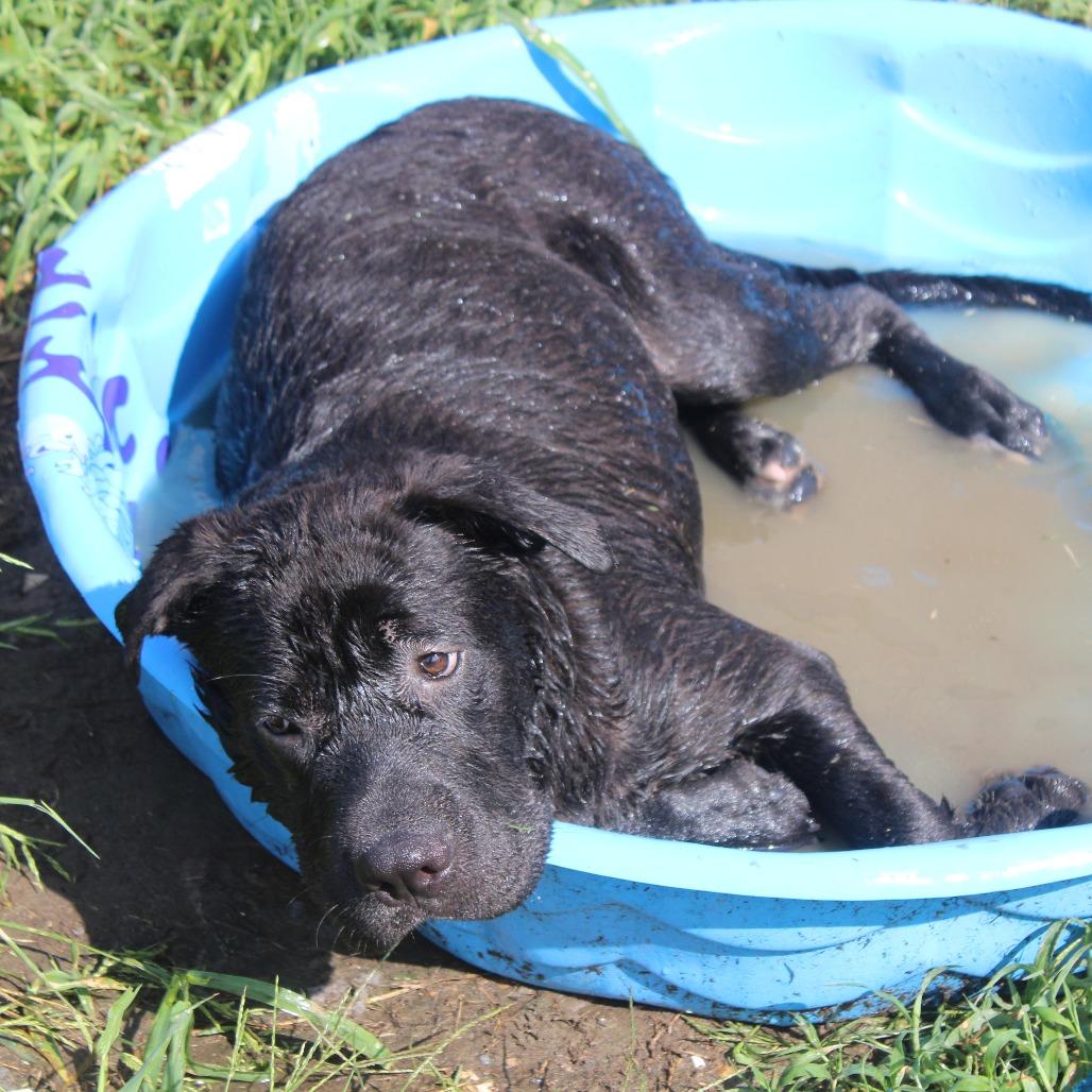 Enlarge Rowan, a Adoptable mixed breed in Cleveland, MS image 1/2