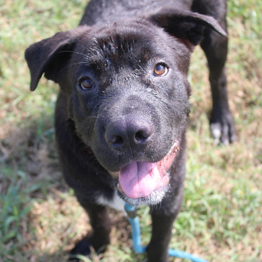 Enlarge Rowan, a Adoptable mixed breed in Cleveland, MS image 2/2