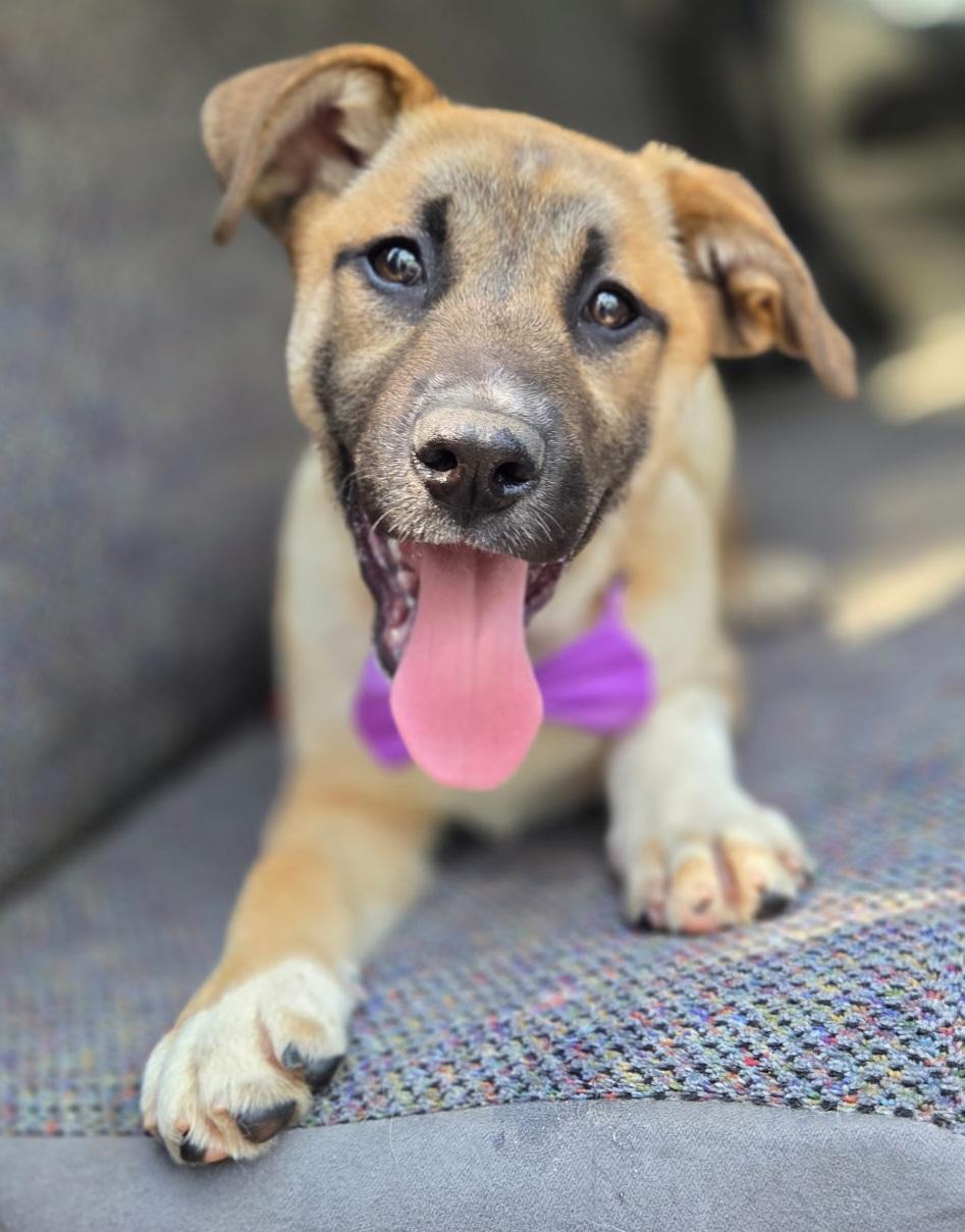 Enlarge Brownie, a Adoptable mixed breed in Jacksonville, FL image 4/6