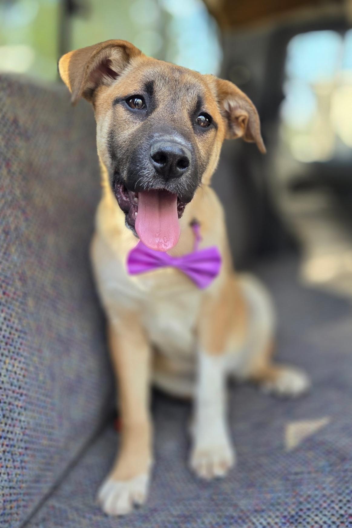 Enlarge Brownie, a Adoptable mixed breed in Jacksonville, FL image 2/5