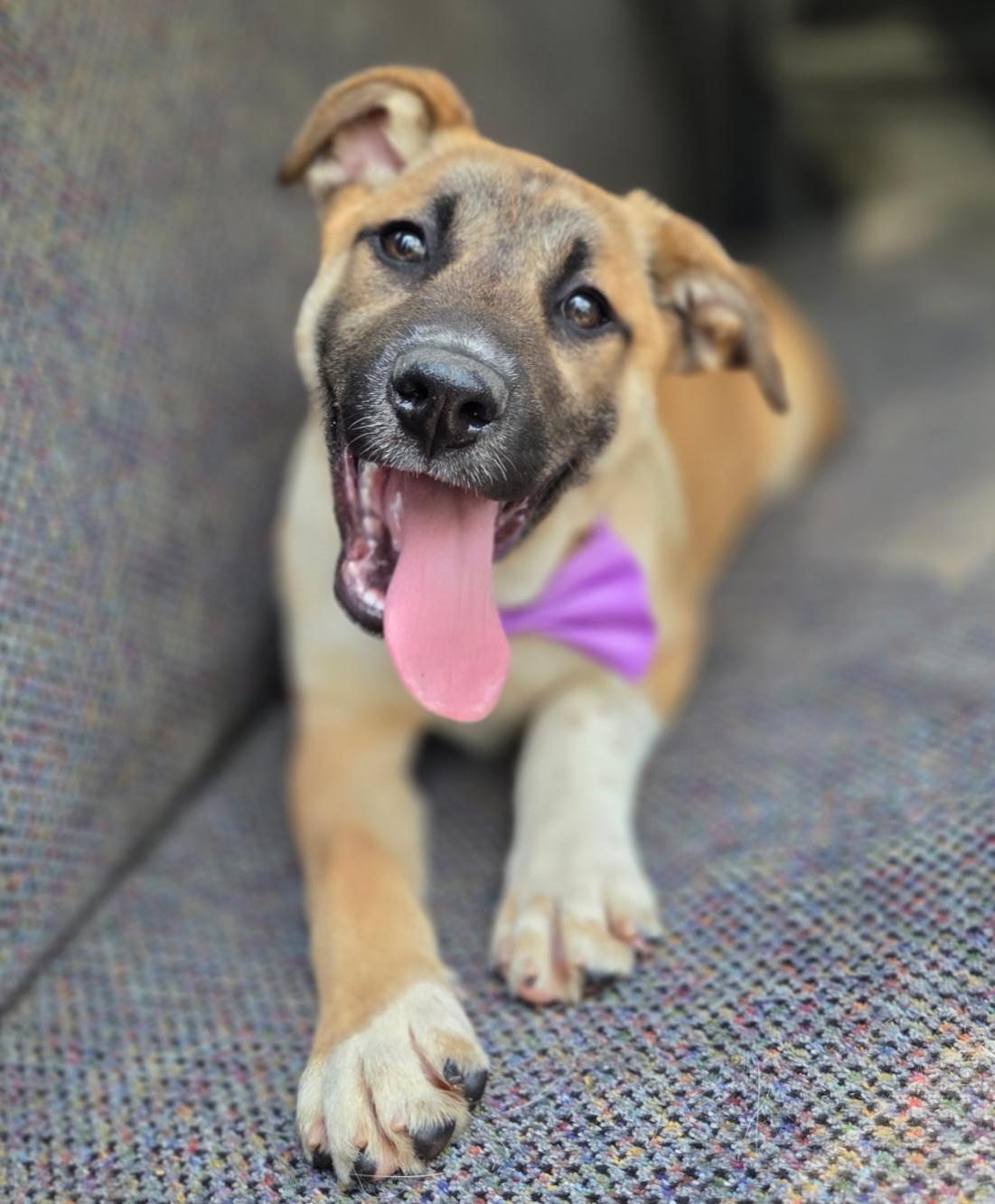 Enlarge Brownie, a Adoptable mixed breed in Jacksonville, FL image 3/5
