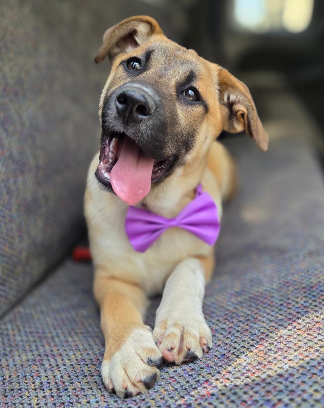 Enlarge Brownie, a Adoptable mixed breed in Jacksonville, FL image 5/5