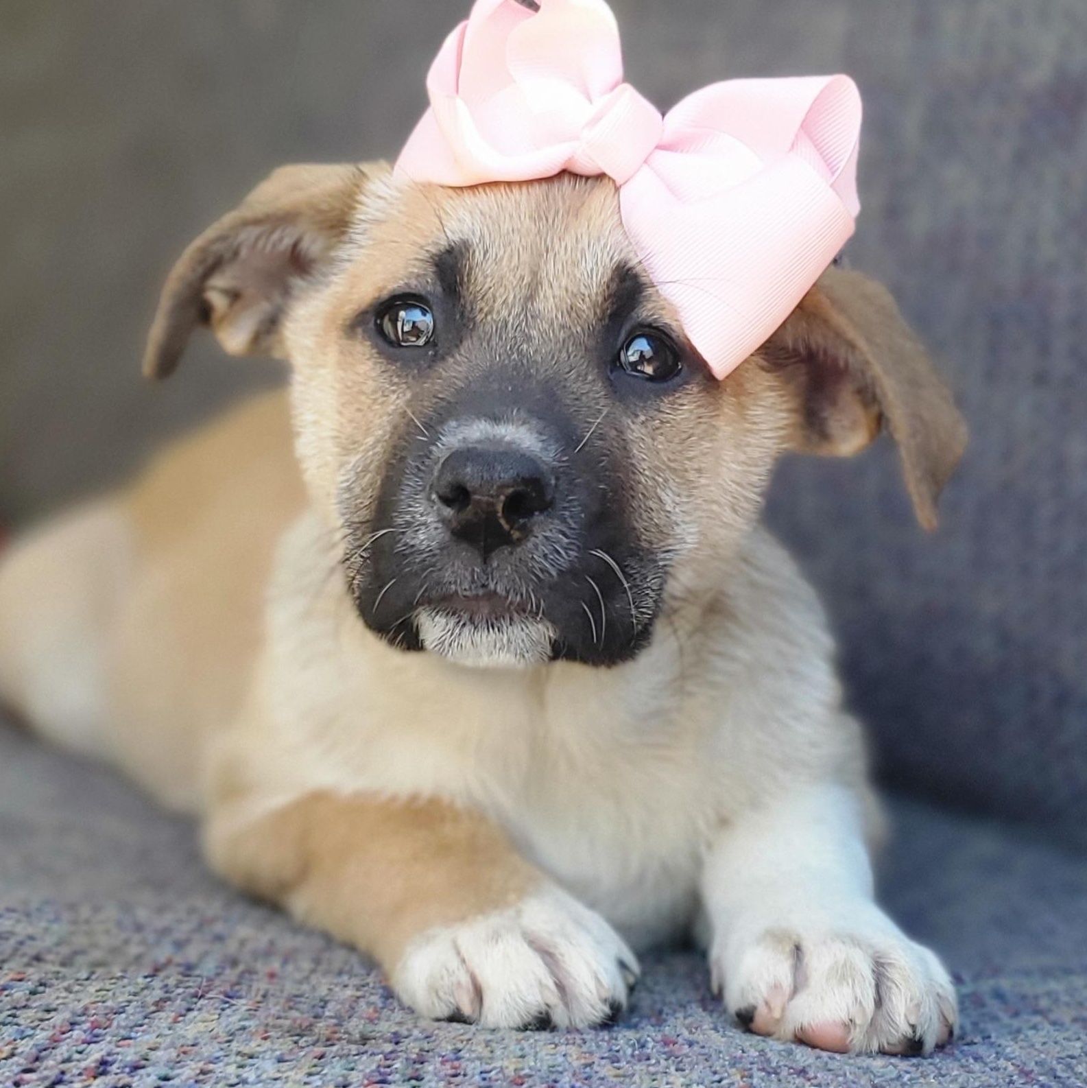 Enlarge Brownie, a Adoptable mixed breed in Jacksonville, FL image 4/6