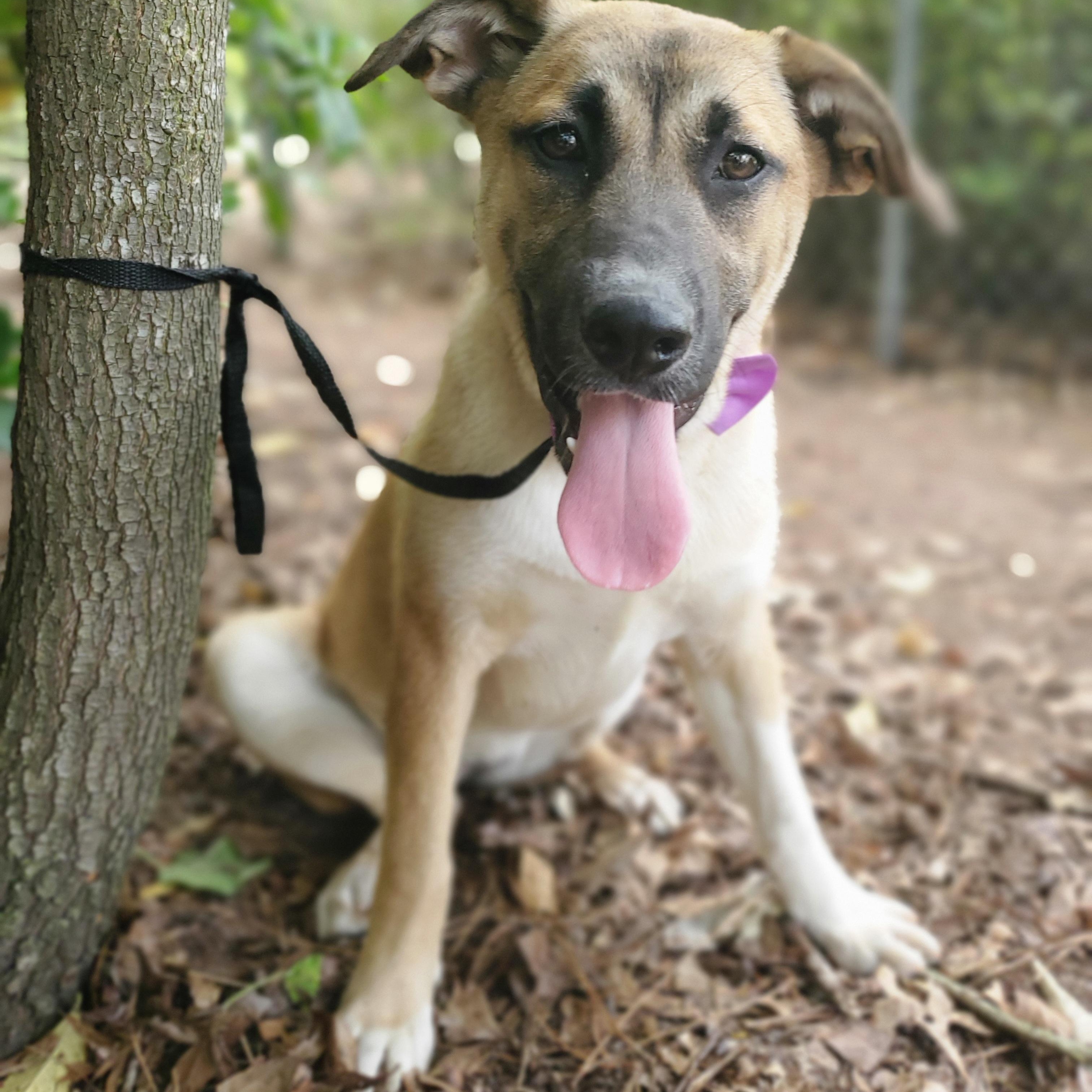 Enlarge Brownie, a Adoptable mixed breed in Jacksonville, FL image 4/6