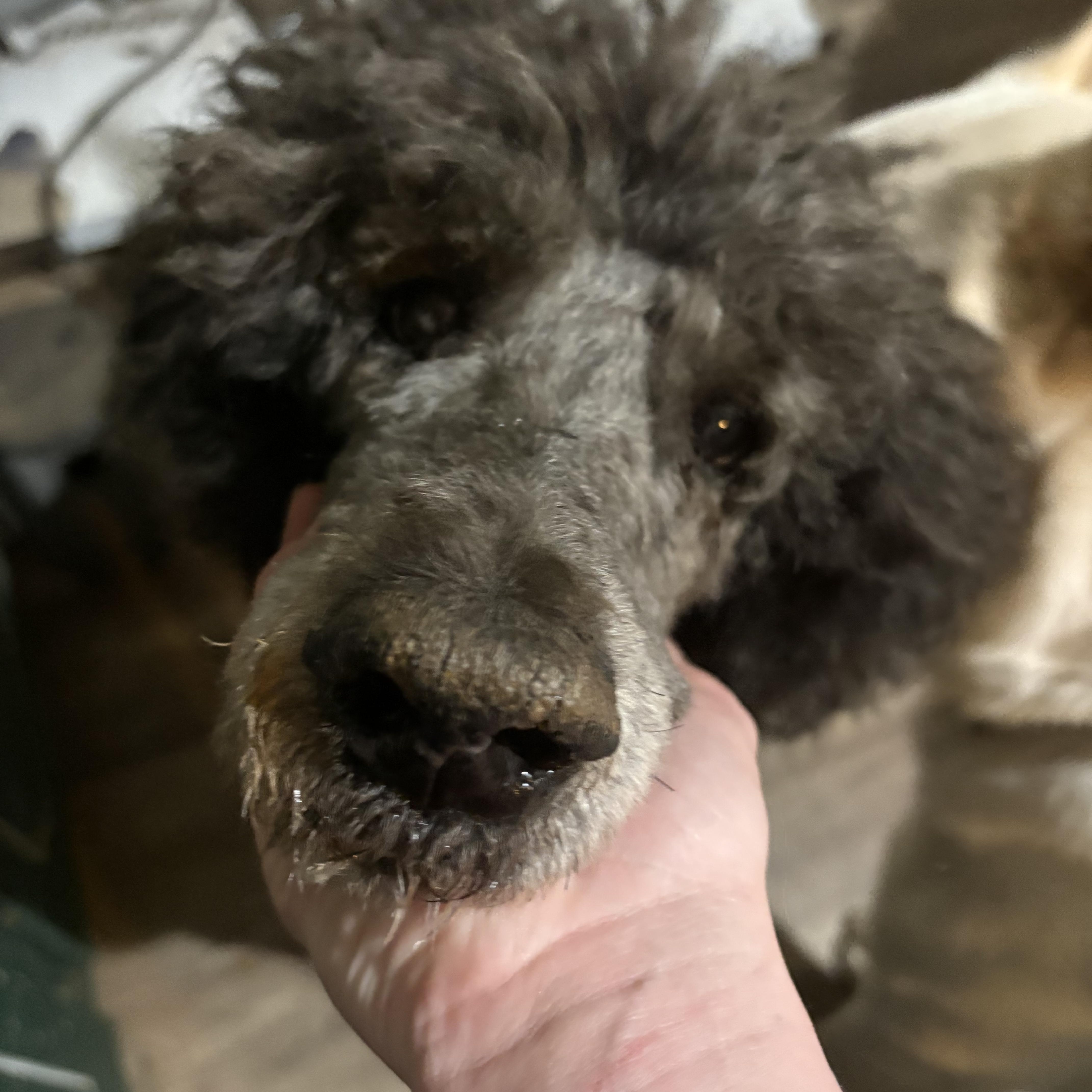 POPLAR — thumbnail 2