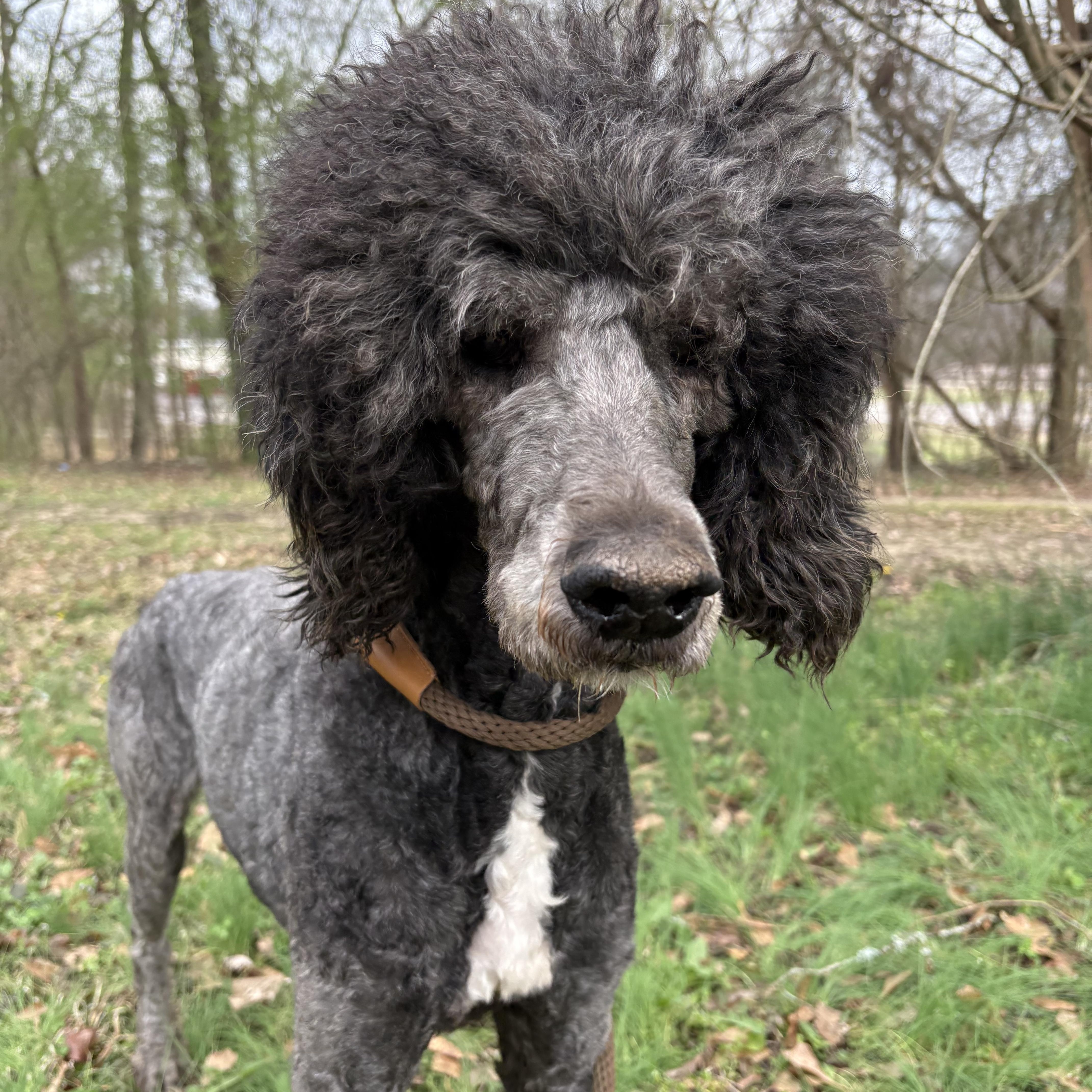 POPLAR — thumbnail 4