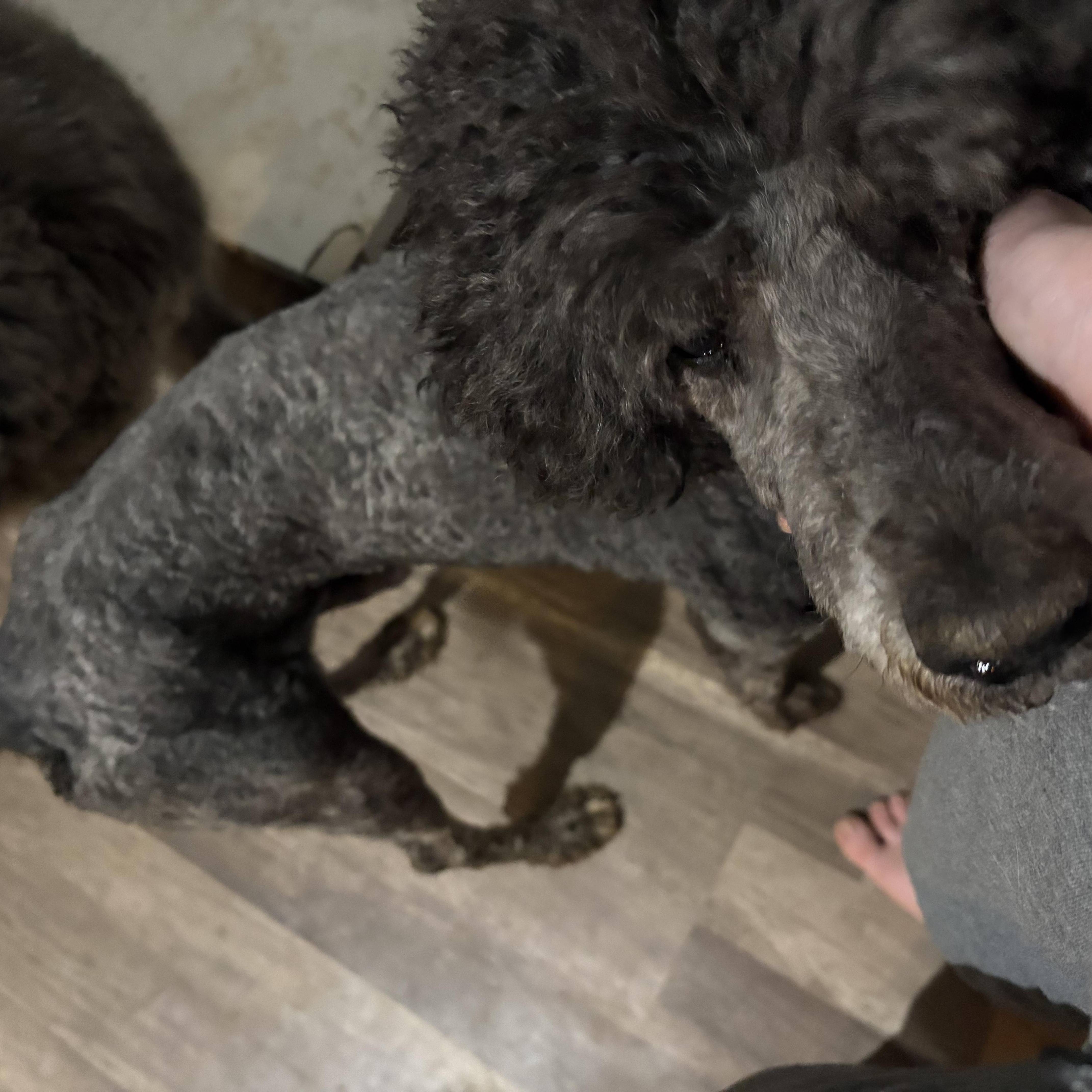 POPLAR — thumbnail 5