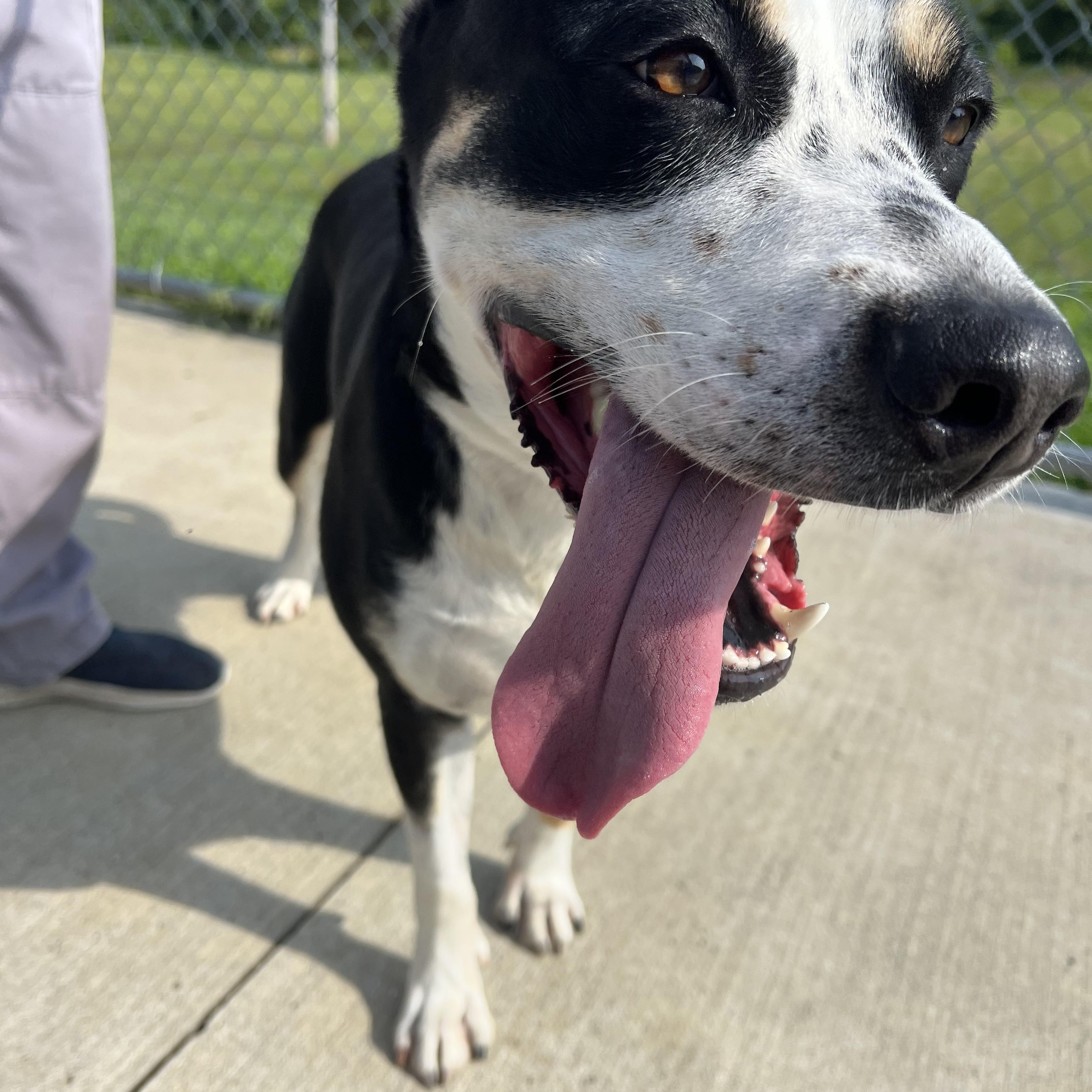 190563 Maggie May, a ADOPTABLE Mixed Breed in Ravenna, OH image 5/5