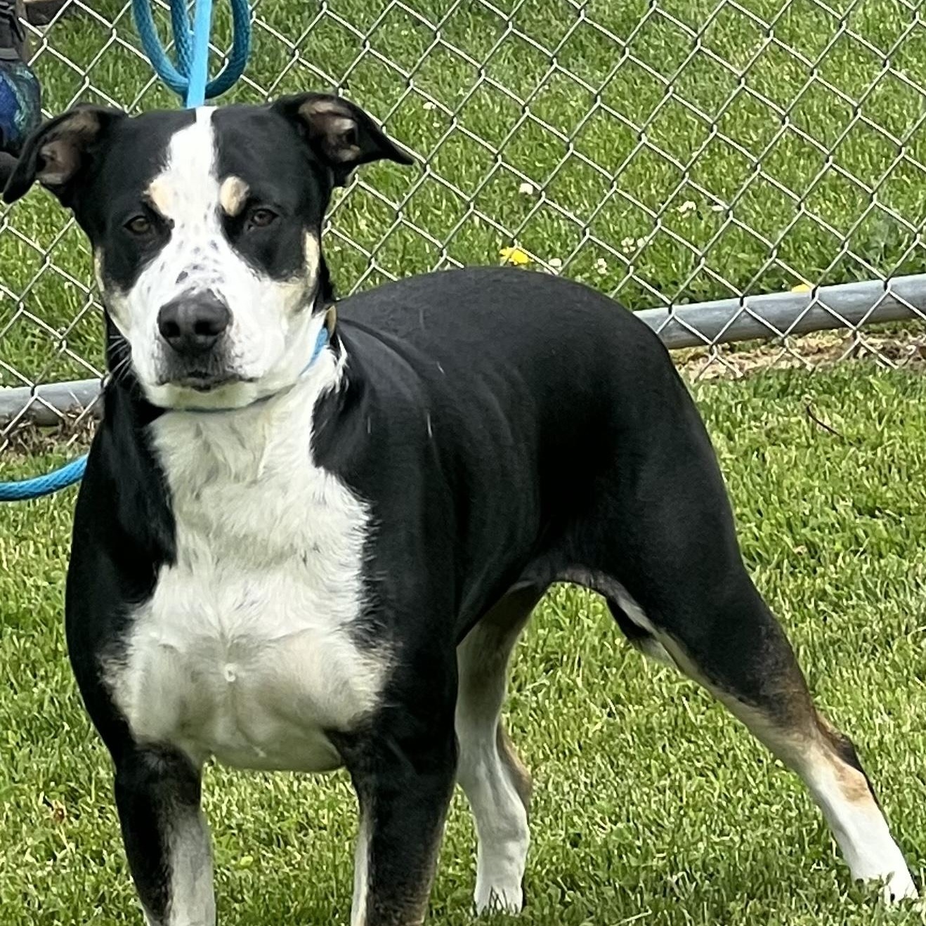 190563 Maggie May, ADOPTABLE, Adult Female Mixed Breed.