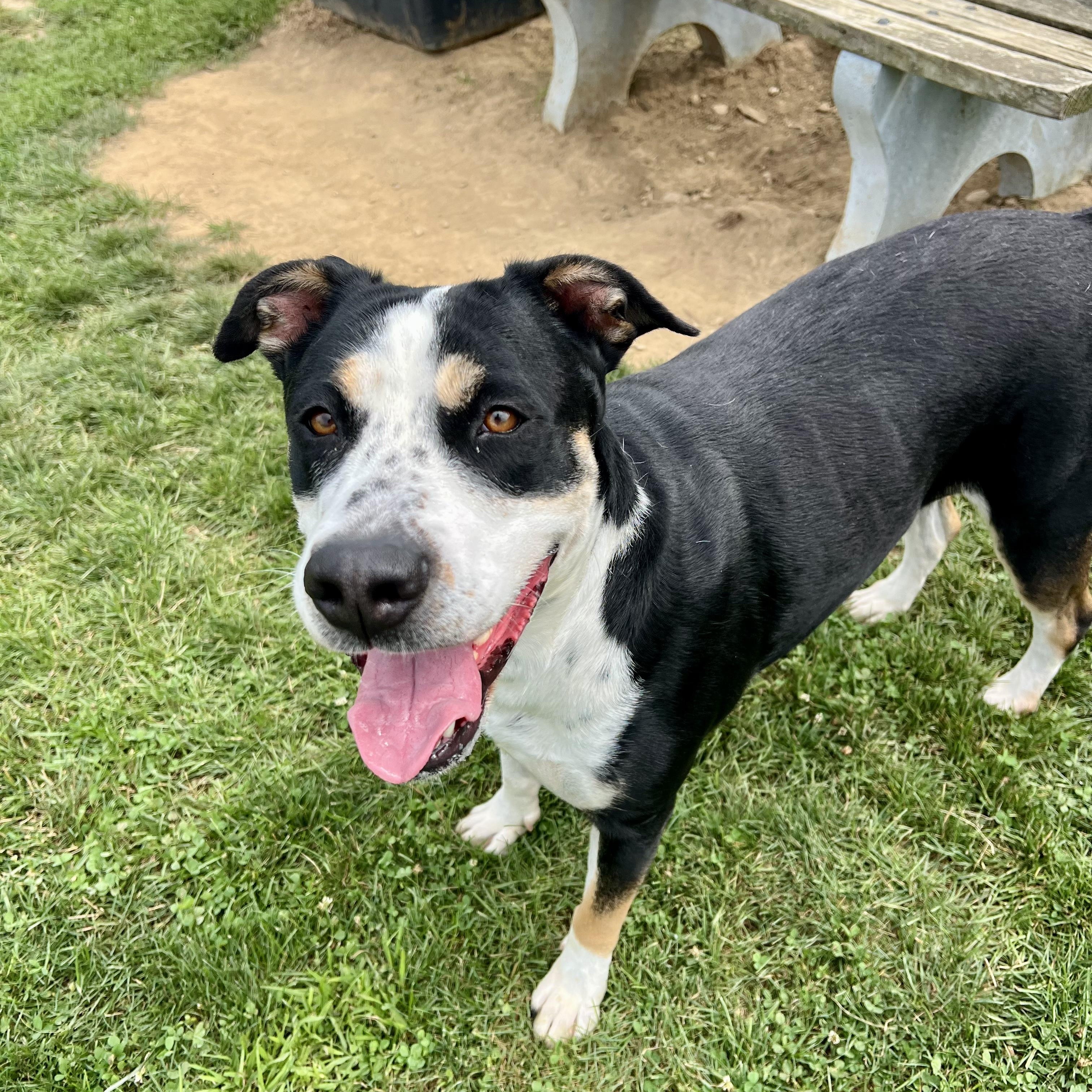 Enlarge 190563 Maggie May, a Adoptable Mixed Breed in Ravenna, OH image 3/6