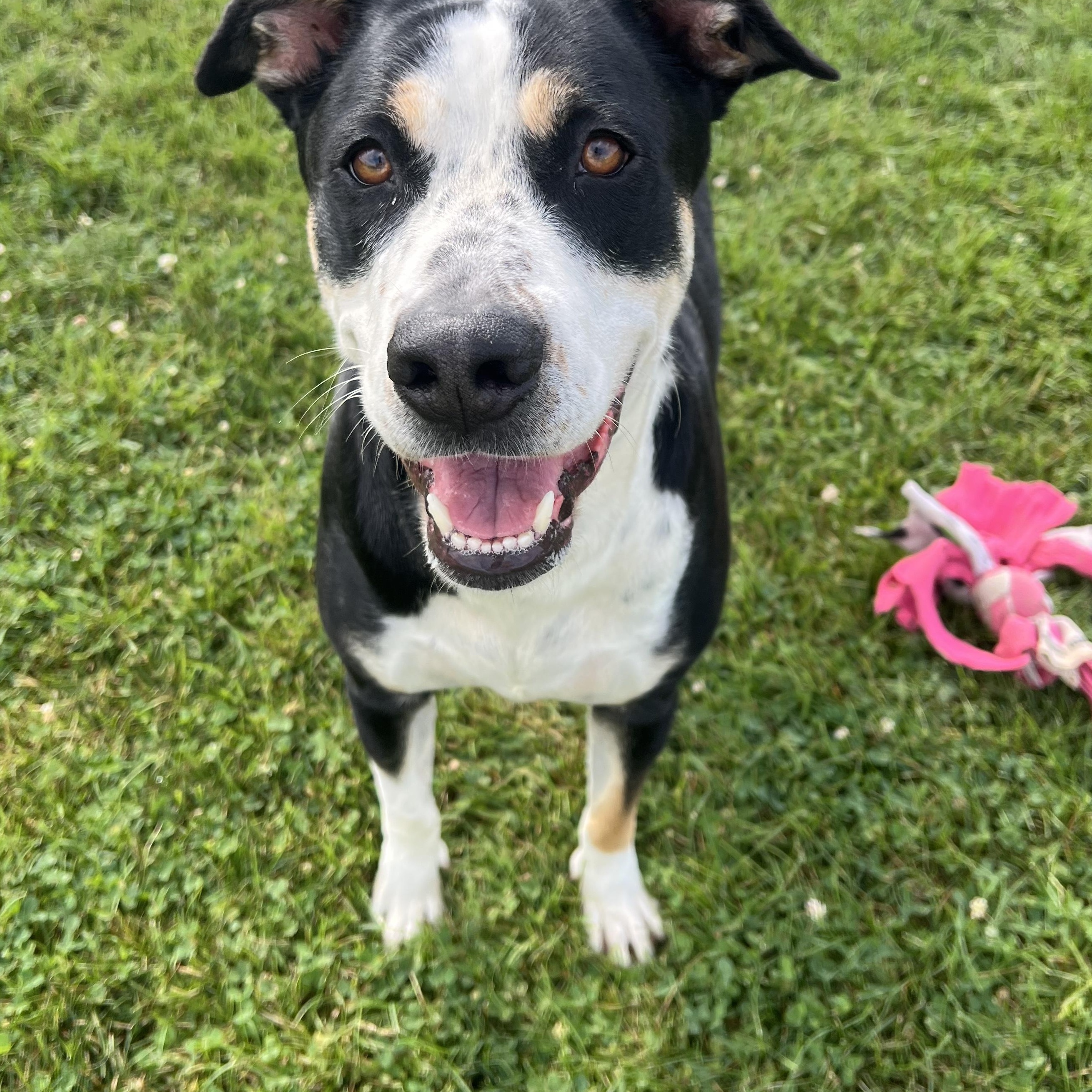 190563 Maggie May, Adoptable, Adult Female Mixed Breed.