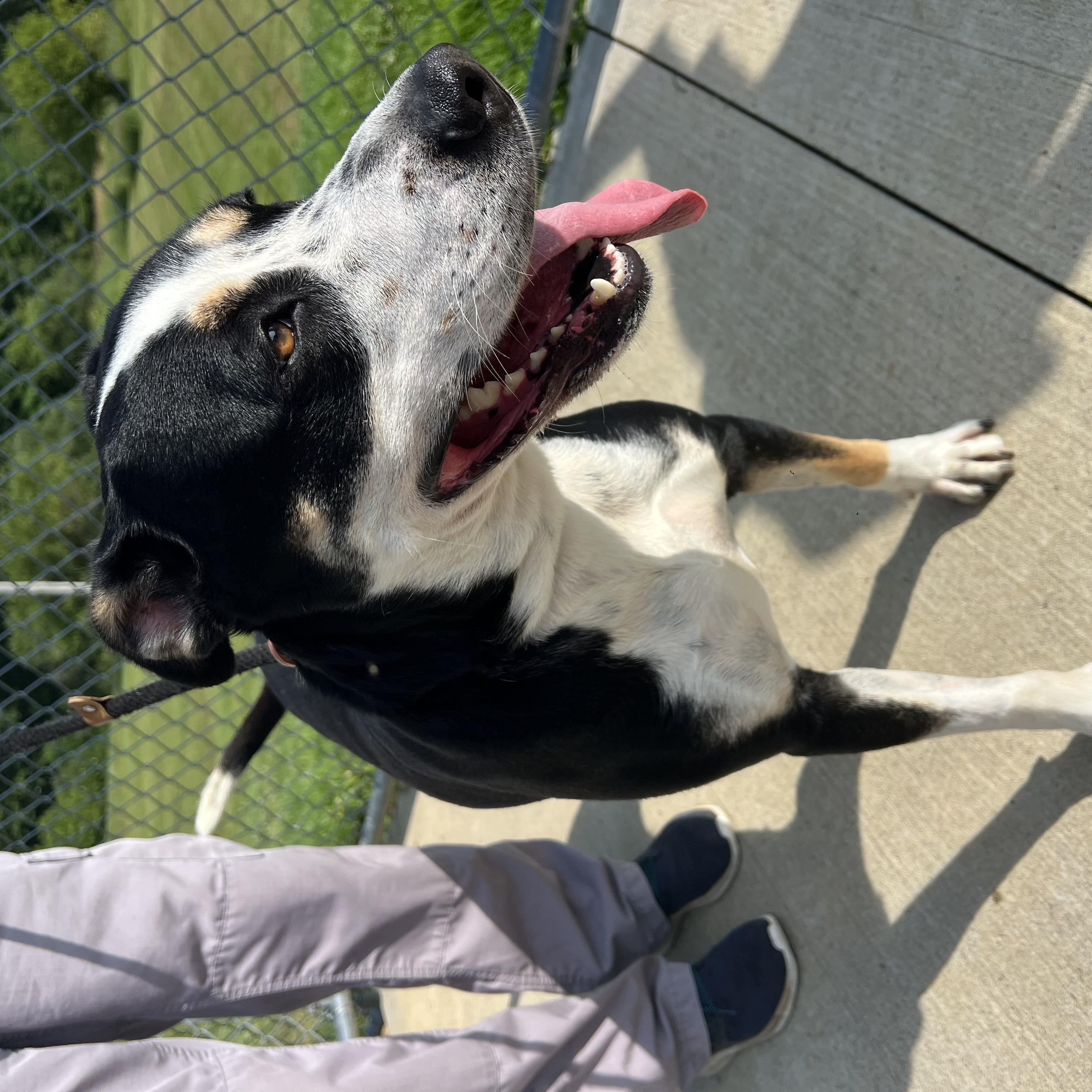 190563 Maggie May, a ADOPTABLE Mixed Breed in Ravenna, OH image 2/5